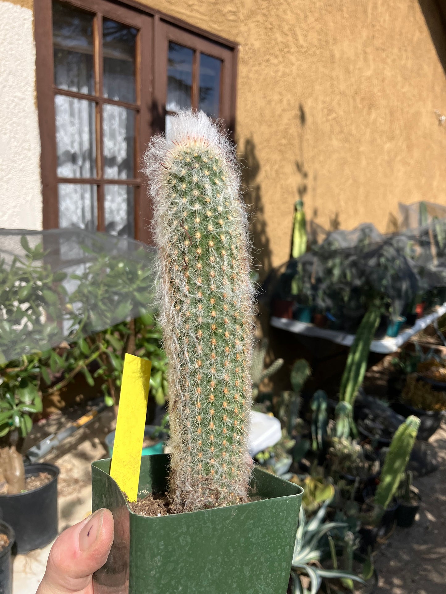 Austrocephalocereus dybowski cabega 8"Tall #109Y Torch