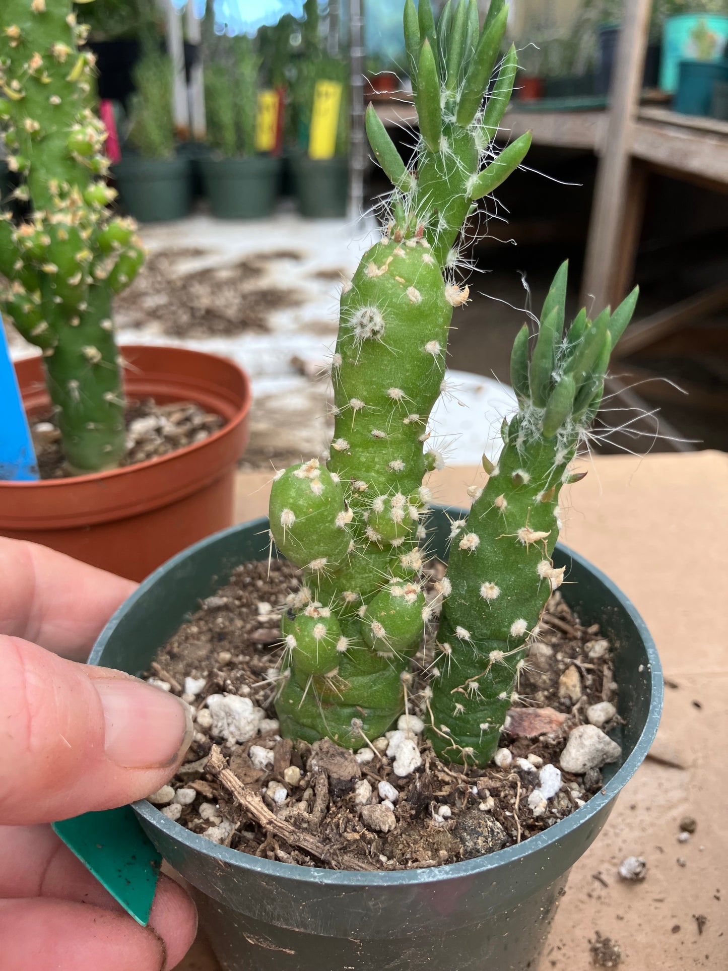 Austrocylindropuntia Cactus Gumbi Mini Eve's Needle 4"Tall #11G