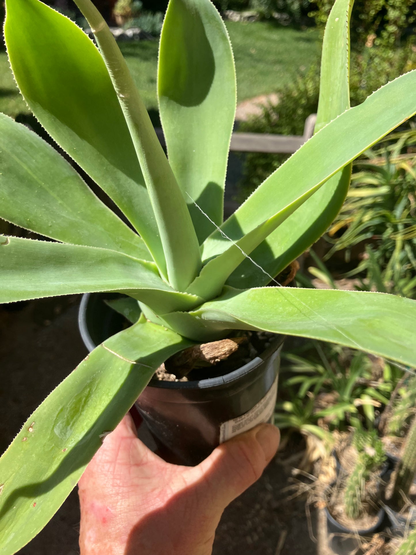 Agave attenuata  Foxtail Agave (Fox tail) 11" Wide #111P