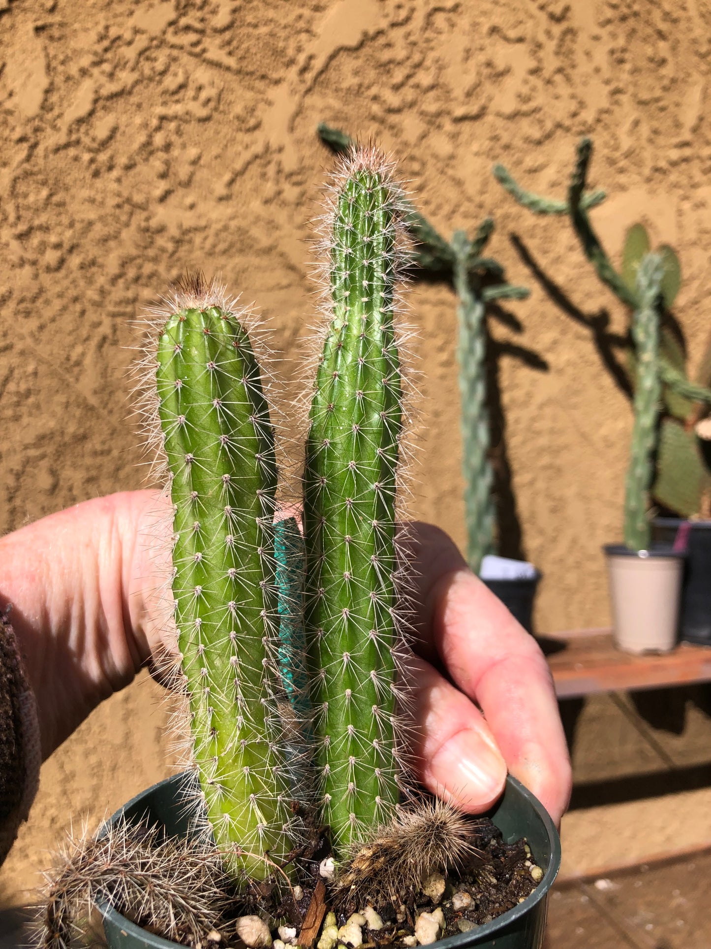 Echinocereus pensilis Snake Cactus Plant 5"Tall #500G