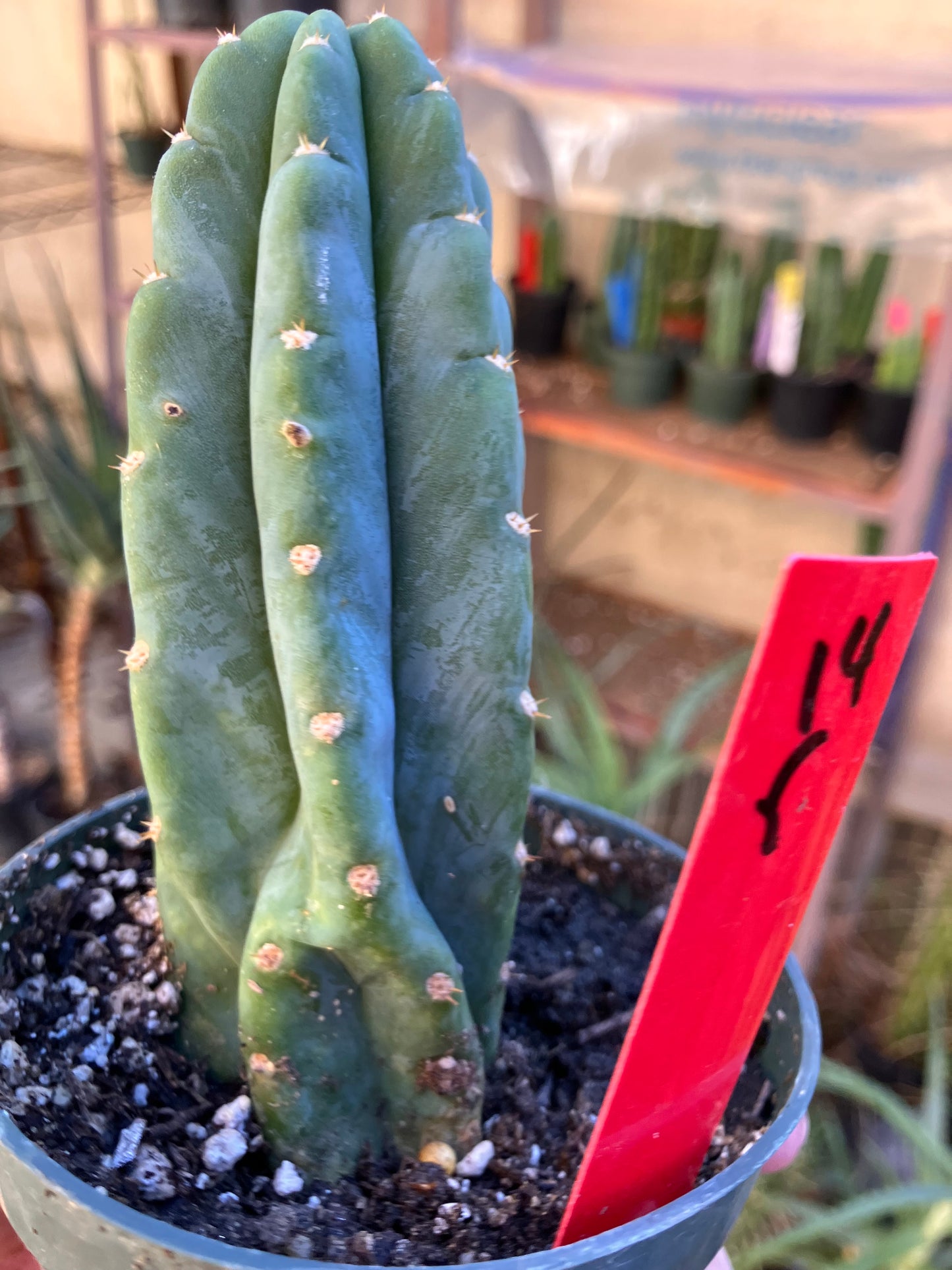 San Pedro Cactus - Trichocereus pachanoi 5"Tall #14R