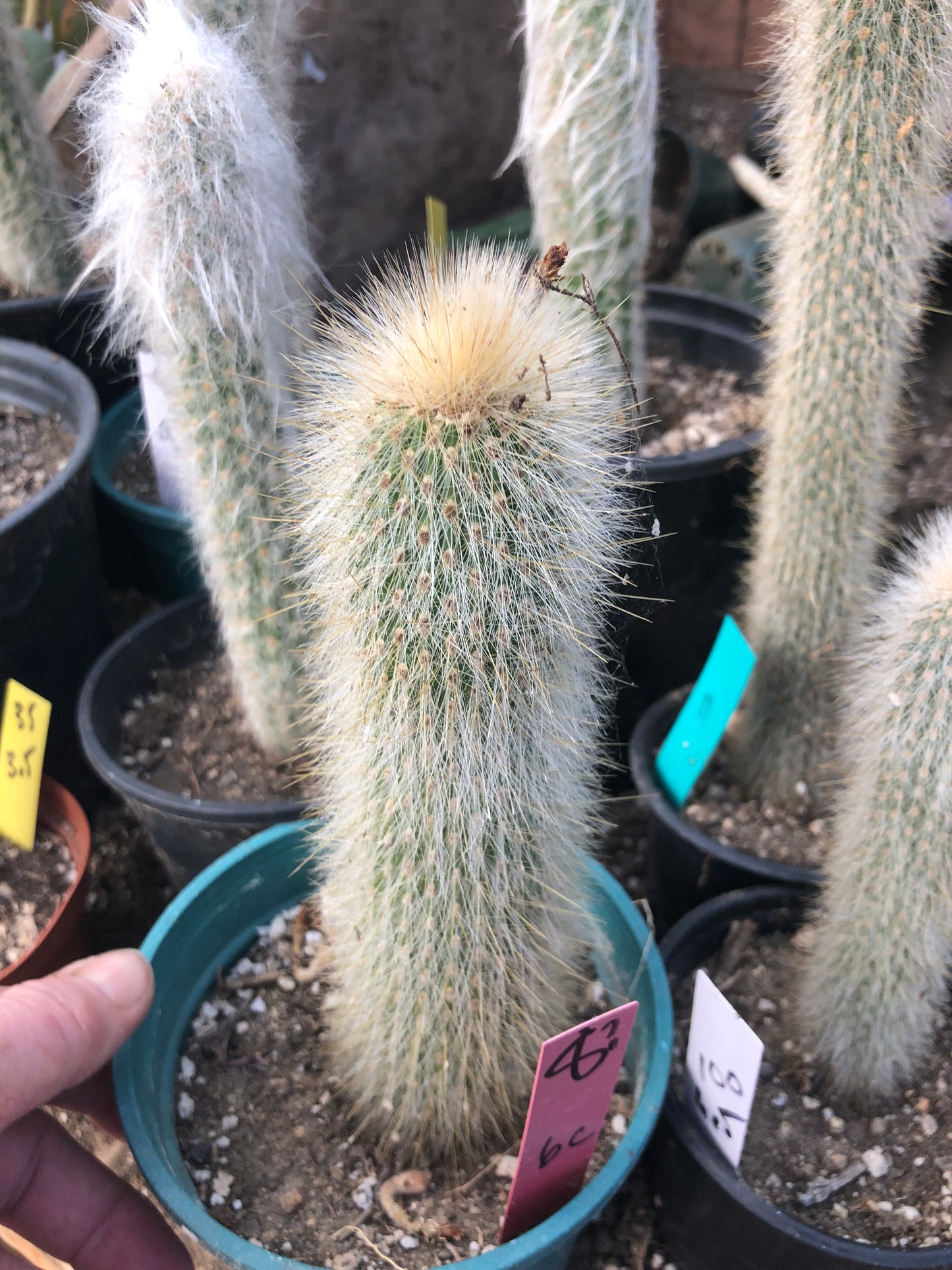 Cleistocactus Strausii Silver Torch Cactus 8”Tall #8P
