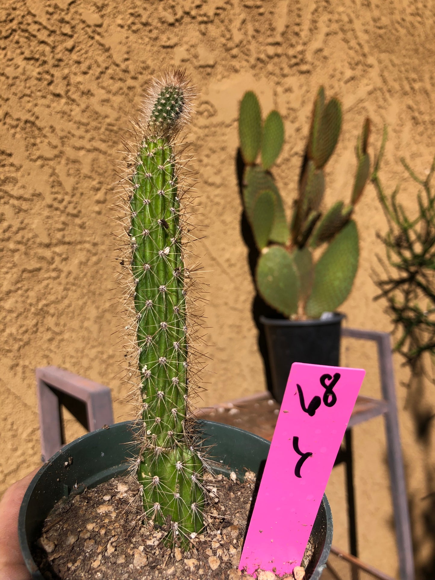 Echinocereus pensilis Snake Cactus Plant 6"Tall #68P