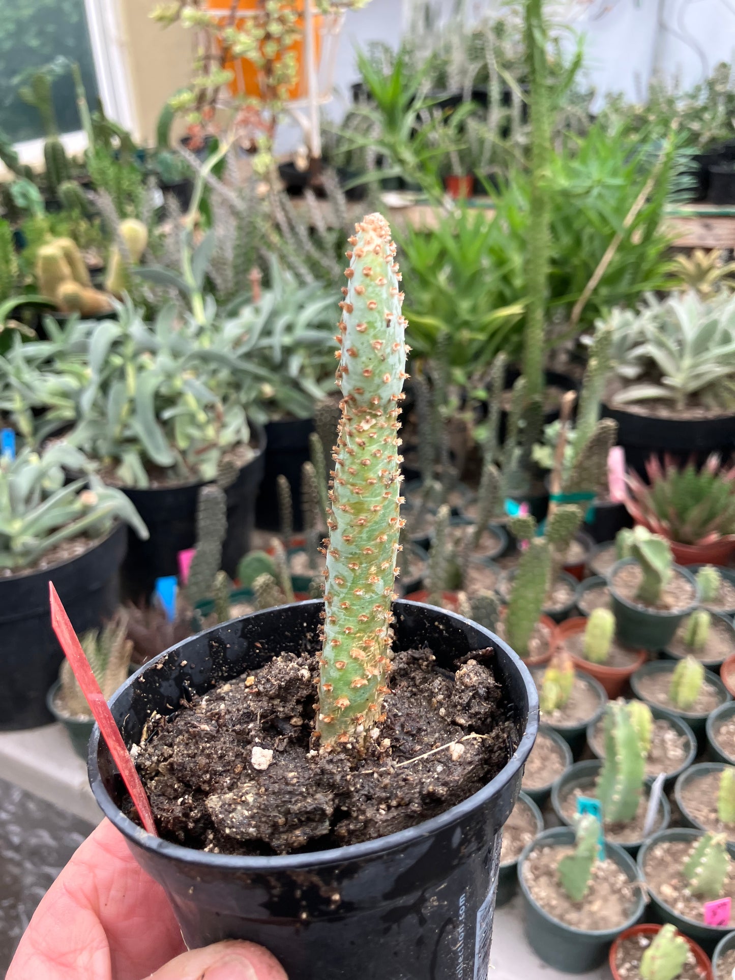 Opuntia Basilaris Beavertail Cactus 5"Tall #15R