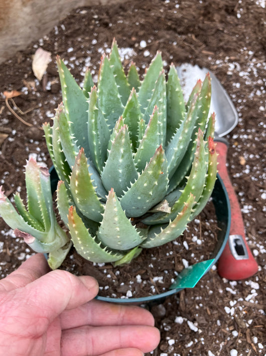 Aloe Brevifolia Short Leaf Aloe  Succulent 5"W 5"Tall #10G