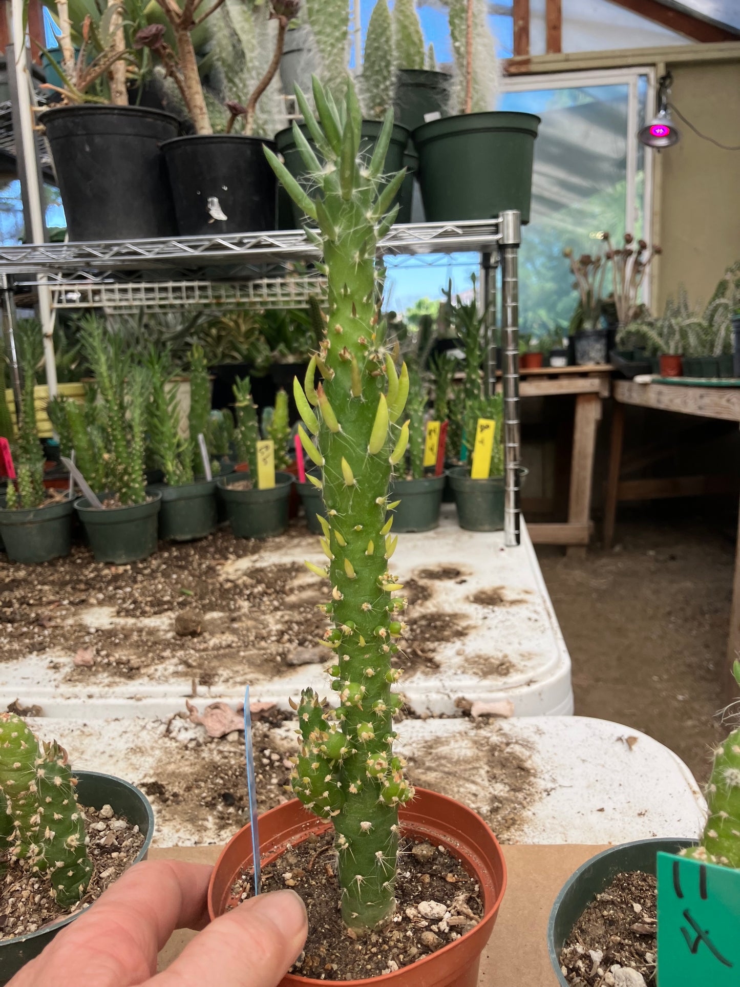 Austrocylindropuntia Cactus Gumbi Mini Eve's Needle 10"Tall #11B