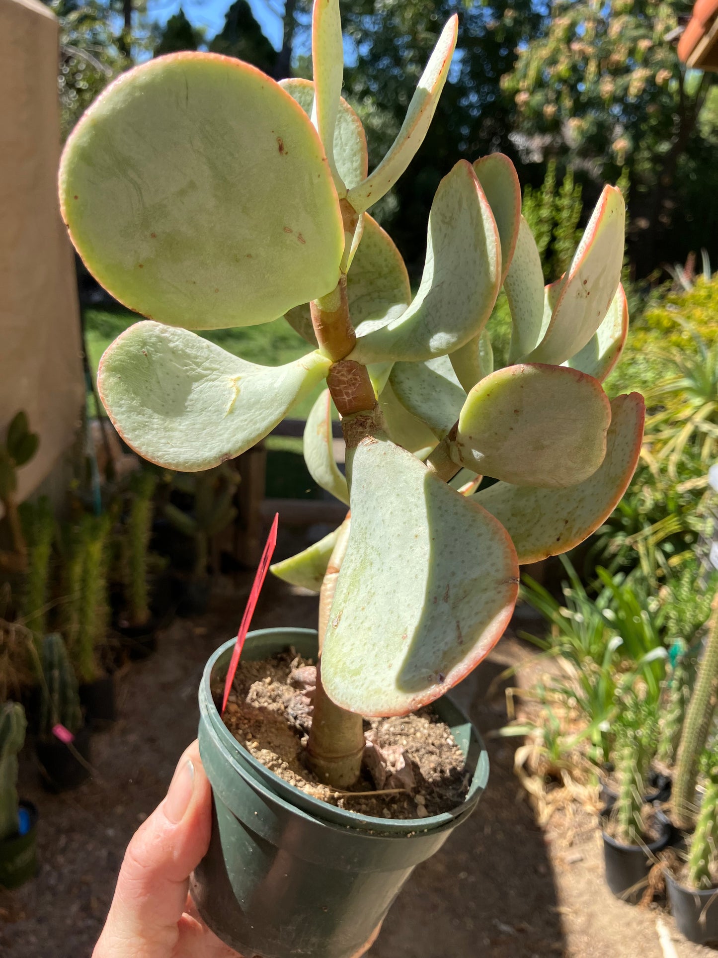 Crassula arborescens Silver Dollar 9”Tall #99R