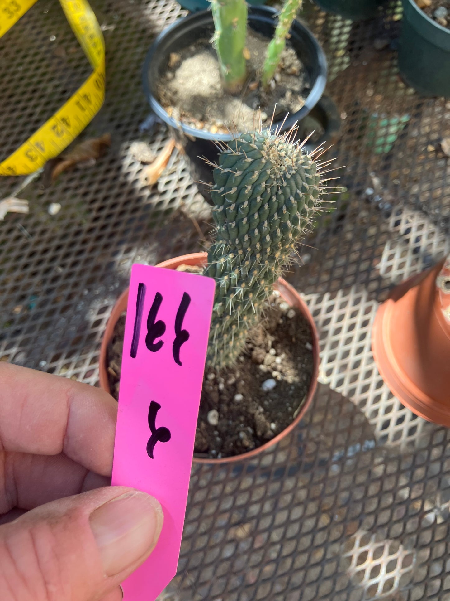 Cylindropuntia fulgida Cholla Boxing Glove Cactus Crest 4"Tall #166P