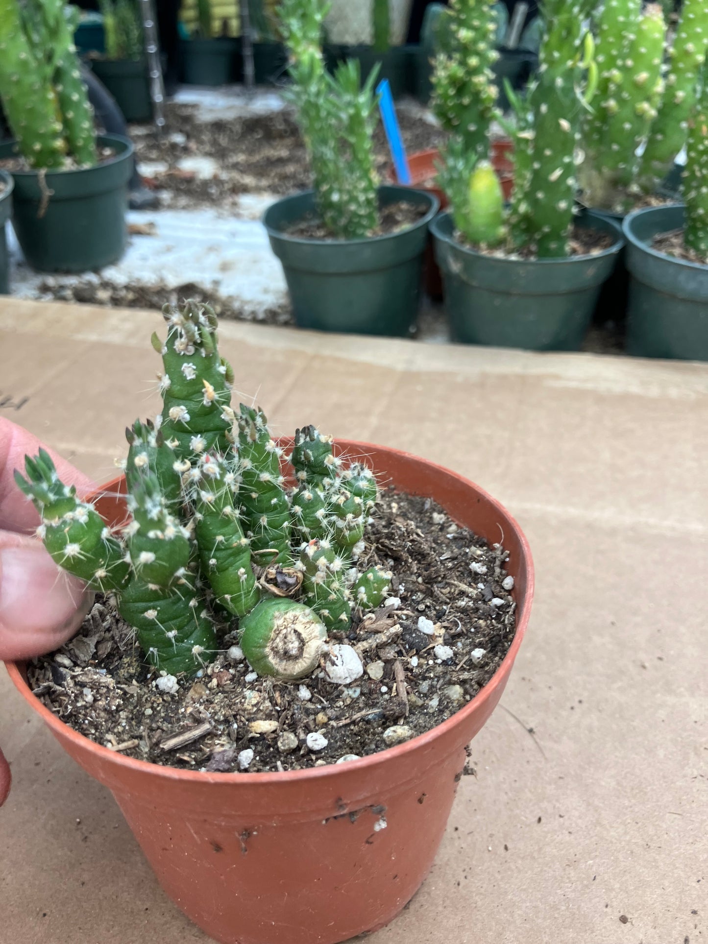 Austrocylindropuntia Cactus Gumbi Mini Eve's Needle 2.5"Tall #255B