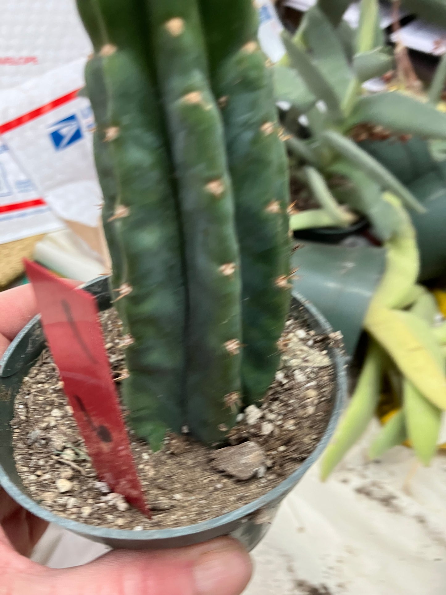 San Pedro Cactus  Trichocereus pachanoi 6"Tall #1R