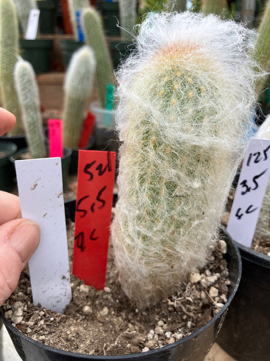 Espostoa lanata Old Man of the Mountain 5.5"Tall 9"Circumference #521R