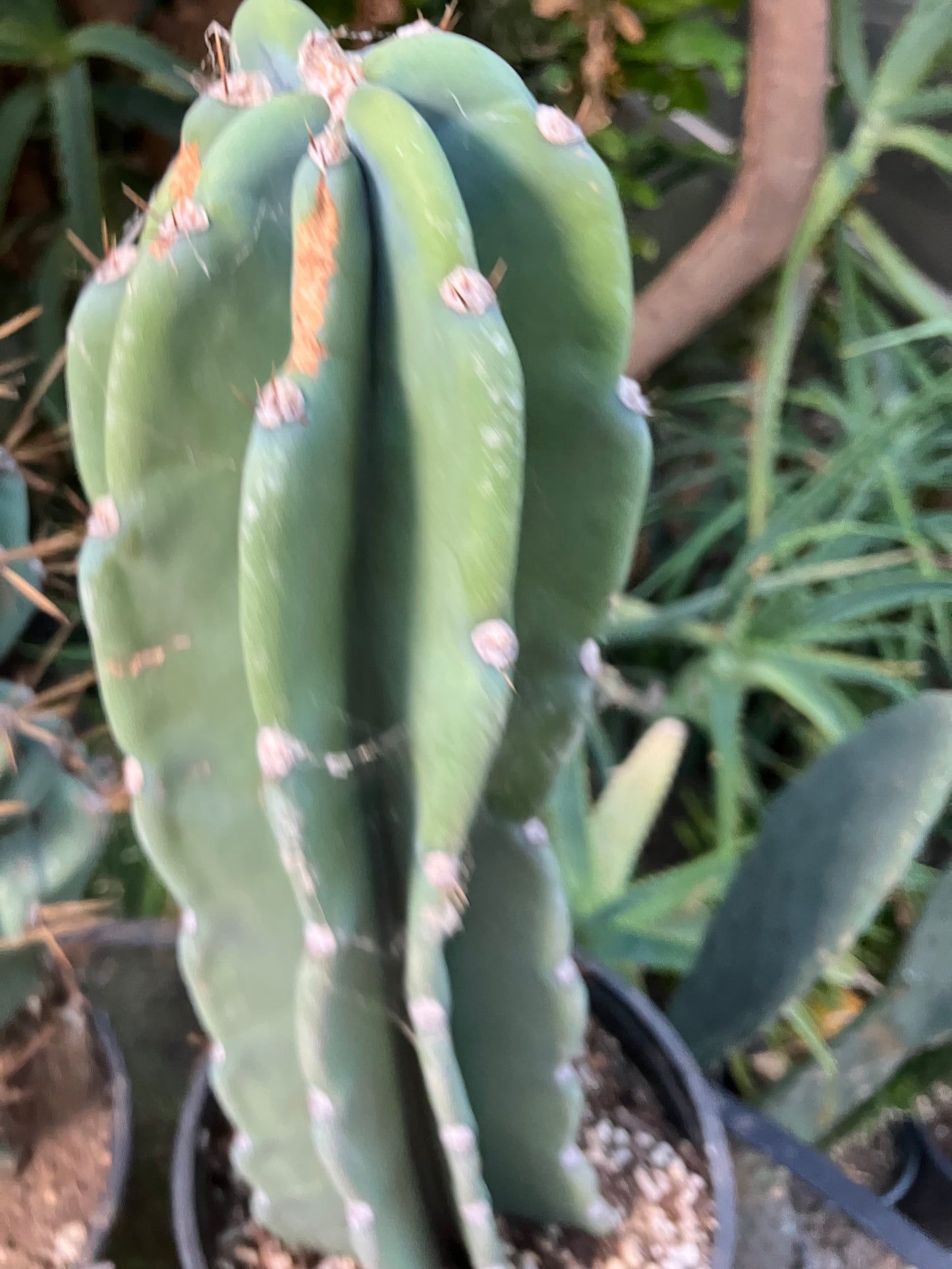 Cereus Peruvianus Night Blooming 13"Tall #113P