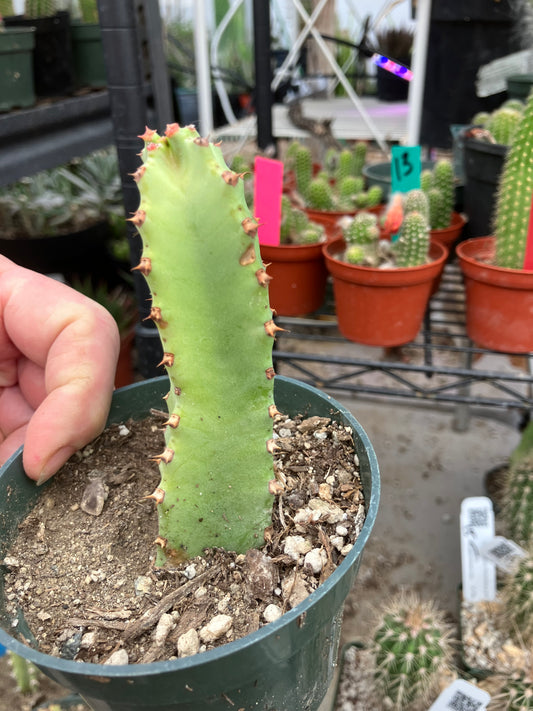 Euphorbia resinifera Moroccan Mound 4"Tall #20B