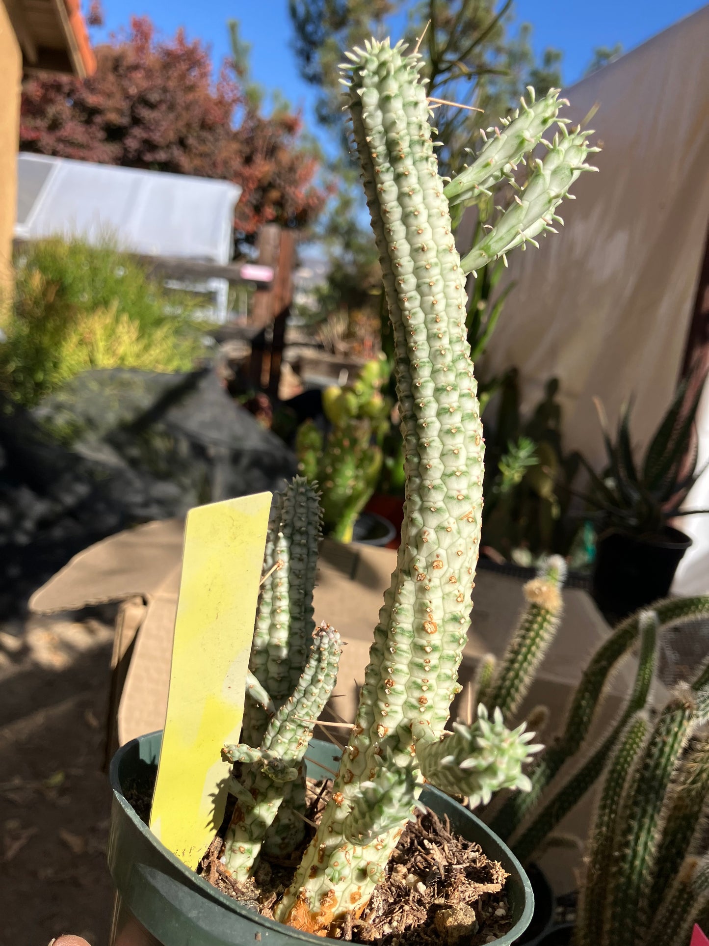 Euphorbia mammillarias variegata Corn Cob 7"Tall #7Y