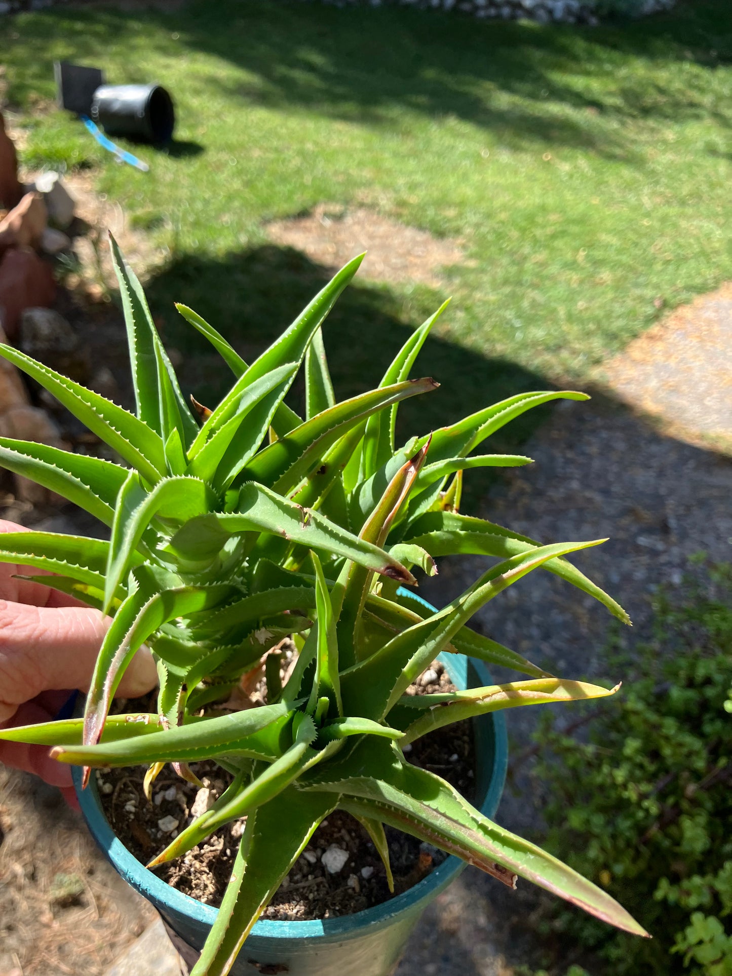 Aloe Ciliaris x Delaeti Hybrid Climbing Succulent 6”Tall 6"Wide #66B