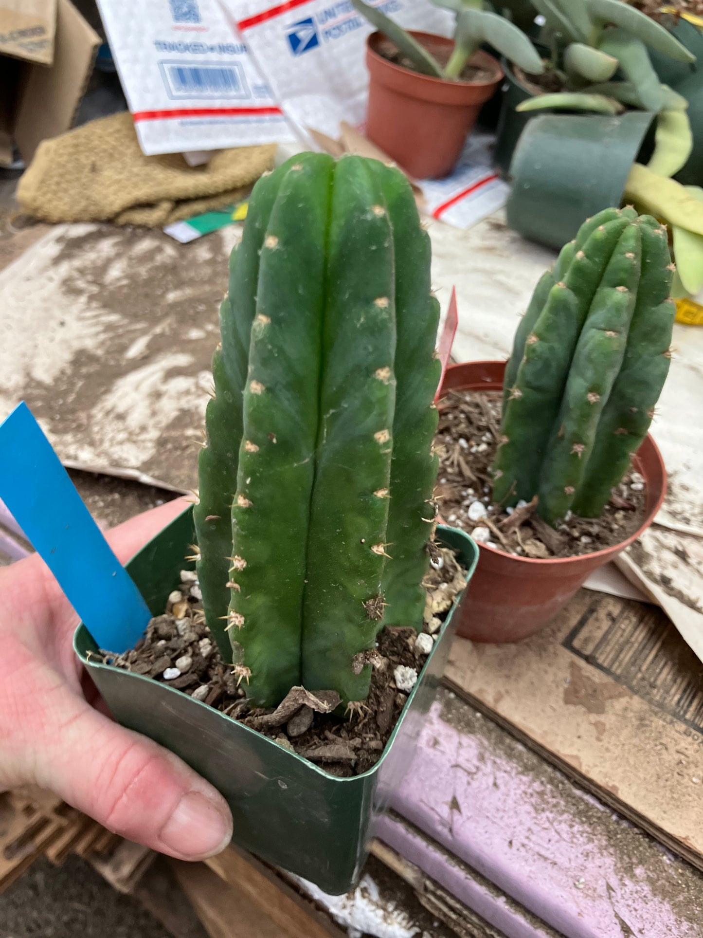 San Pedro Cactus  Trichocereus pachanoi 6"Tall #66B