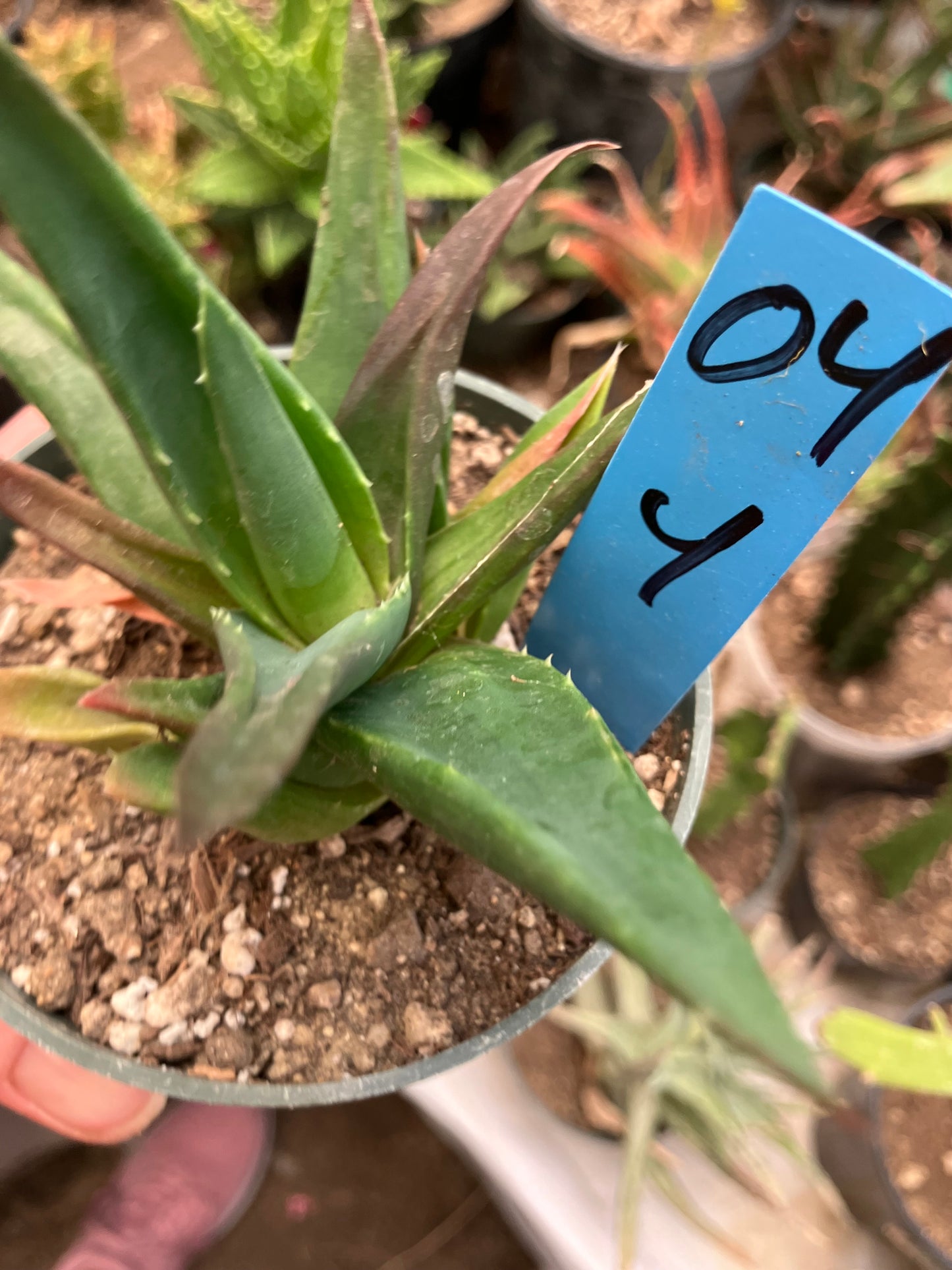 Aloe Alworthia 'Black Gem' 4" Wide #04B