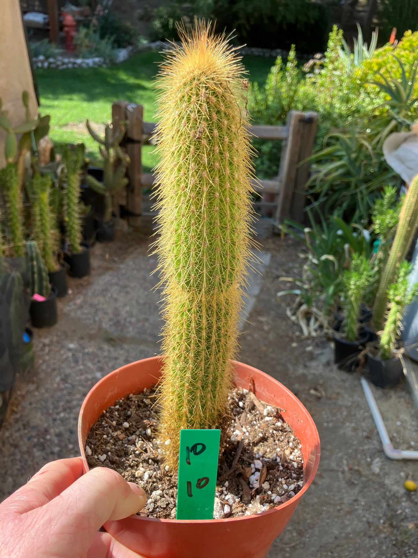 Cleistocactus hyalacanthus Cactus Columnar 10”Tall #10G