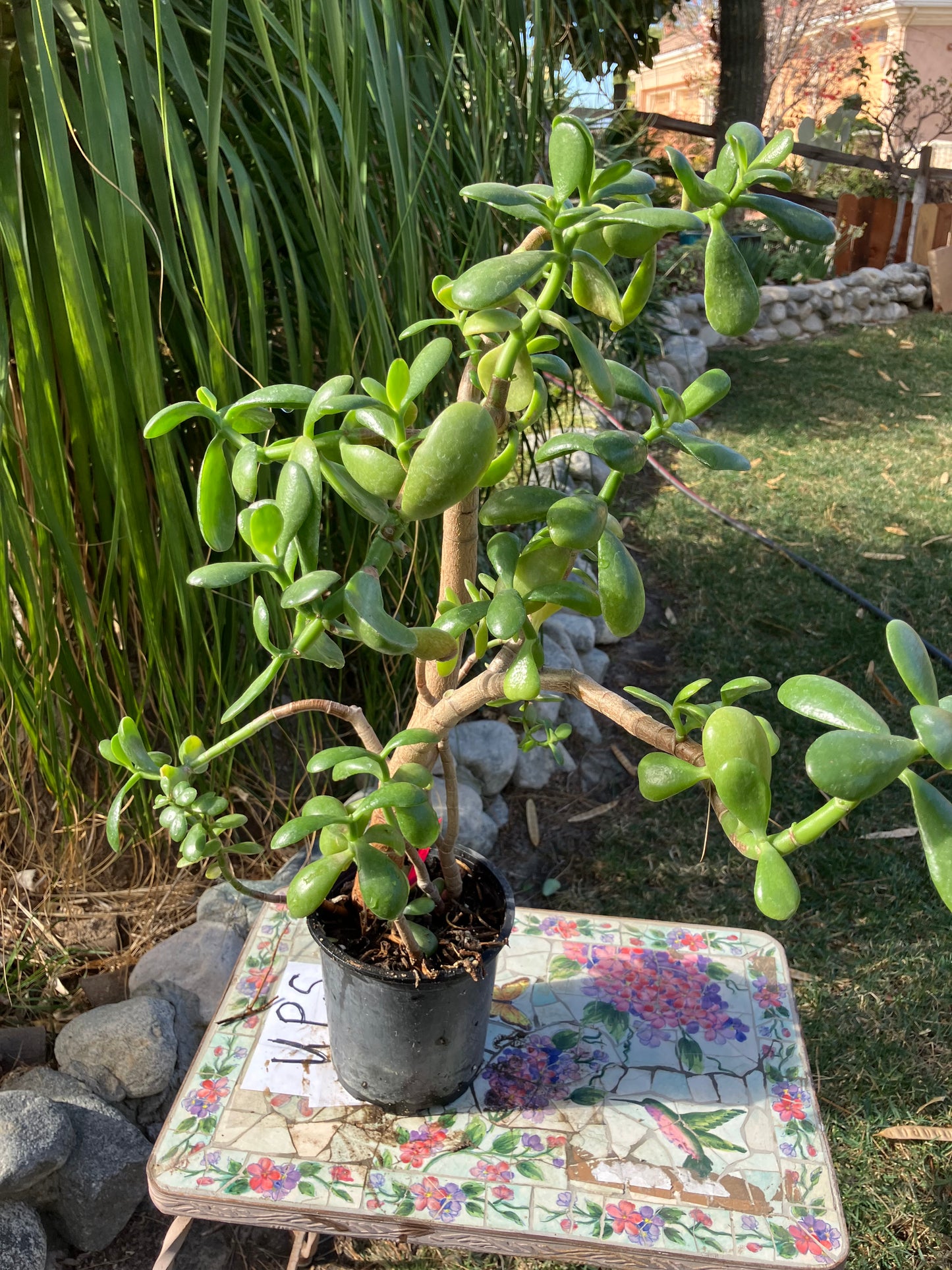 Crassula Ovata Money Jade 23”T 13"W #4P