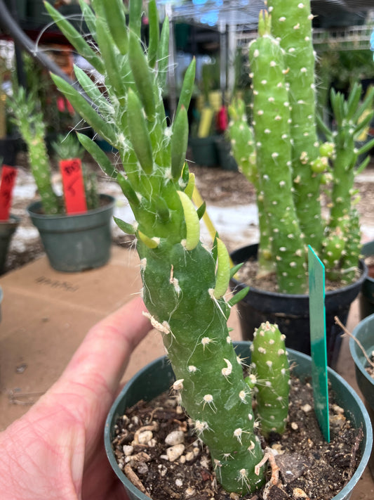 Austrocylindropuntia Cactus Gumbi Mini Eve's Needle 6"Tall #13G