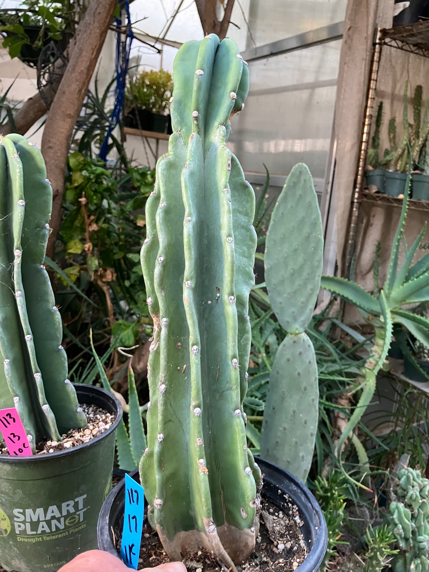 Cereus Peruvianus Night Blooming 17"Tall #117B