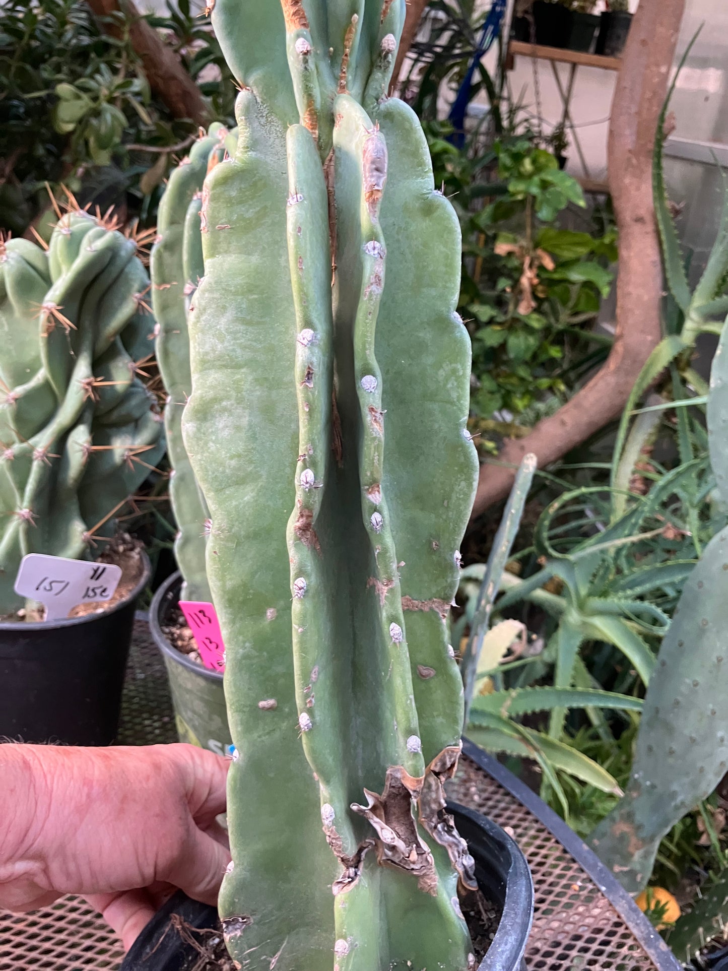 Cereus Peruvianus Night Blooming 17"Tall #117B