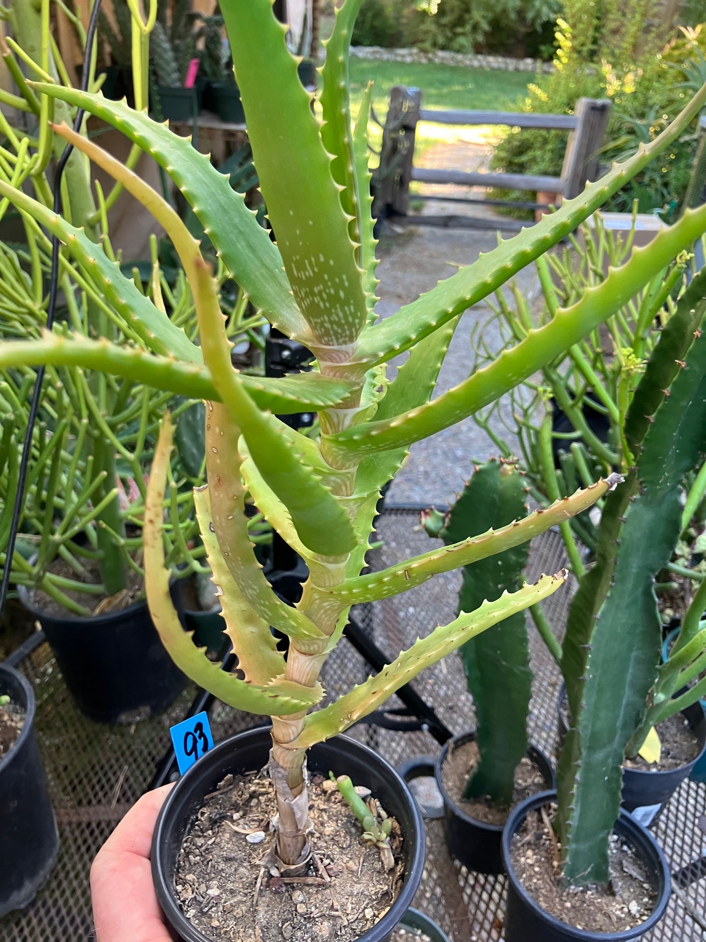 Aloe congolensis Congo Hybrid 13”Tall #93B