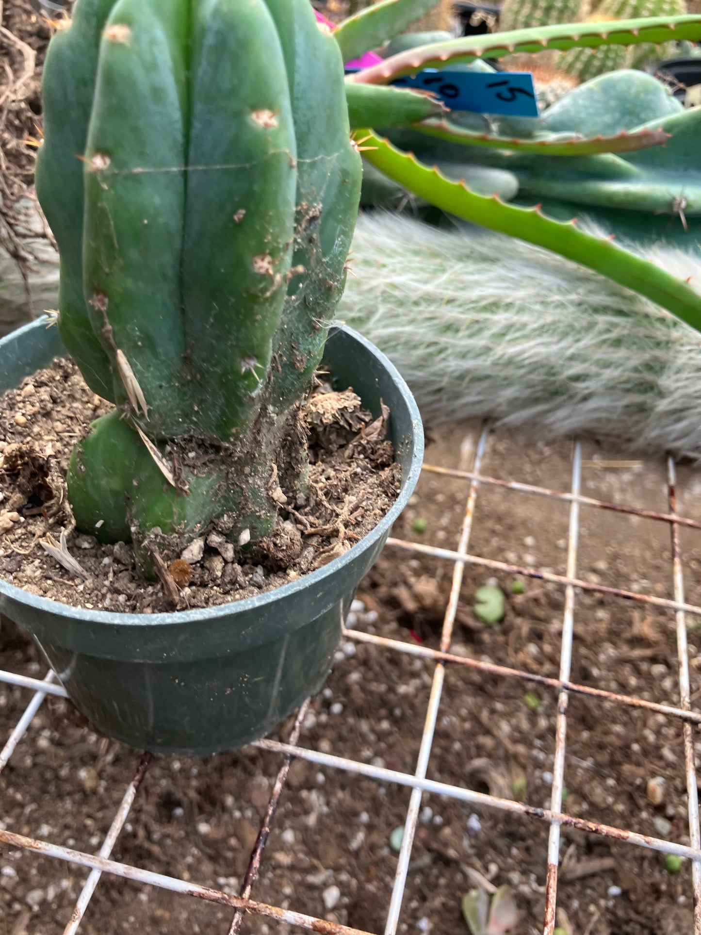 San Pedro Cactus - Trichocereus pachanoi 4" Tall #40W