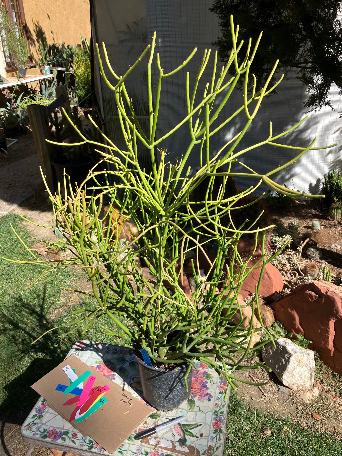 Euphorbia tirucalli Pencil Cactus/Succulent 40"Tall 27"Wide #25B