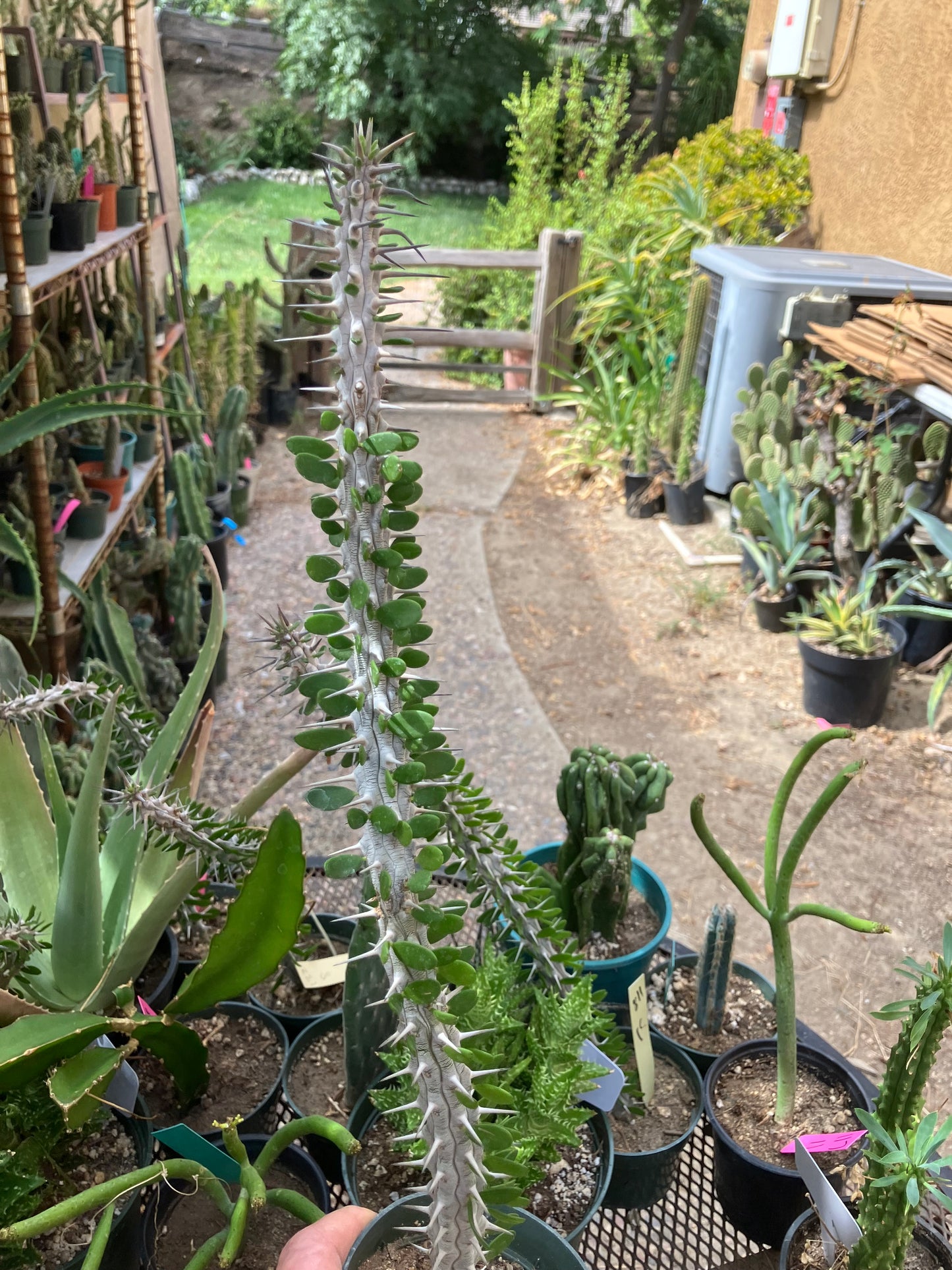 False Ocotillo Alluaudia Procera 16”Tall #812Y