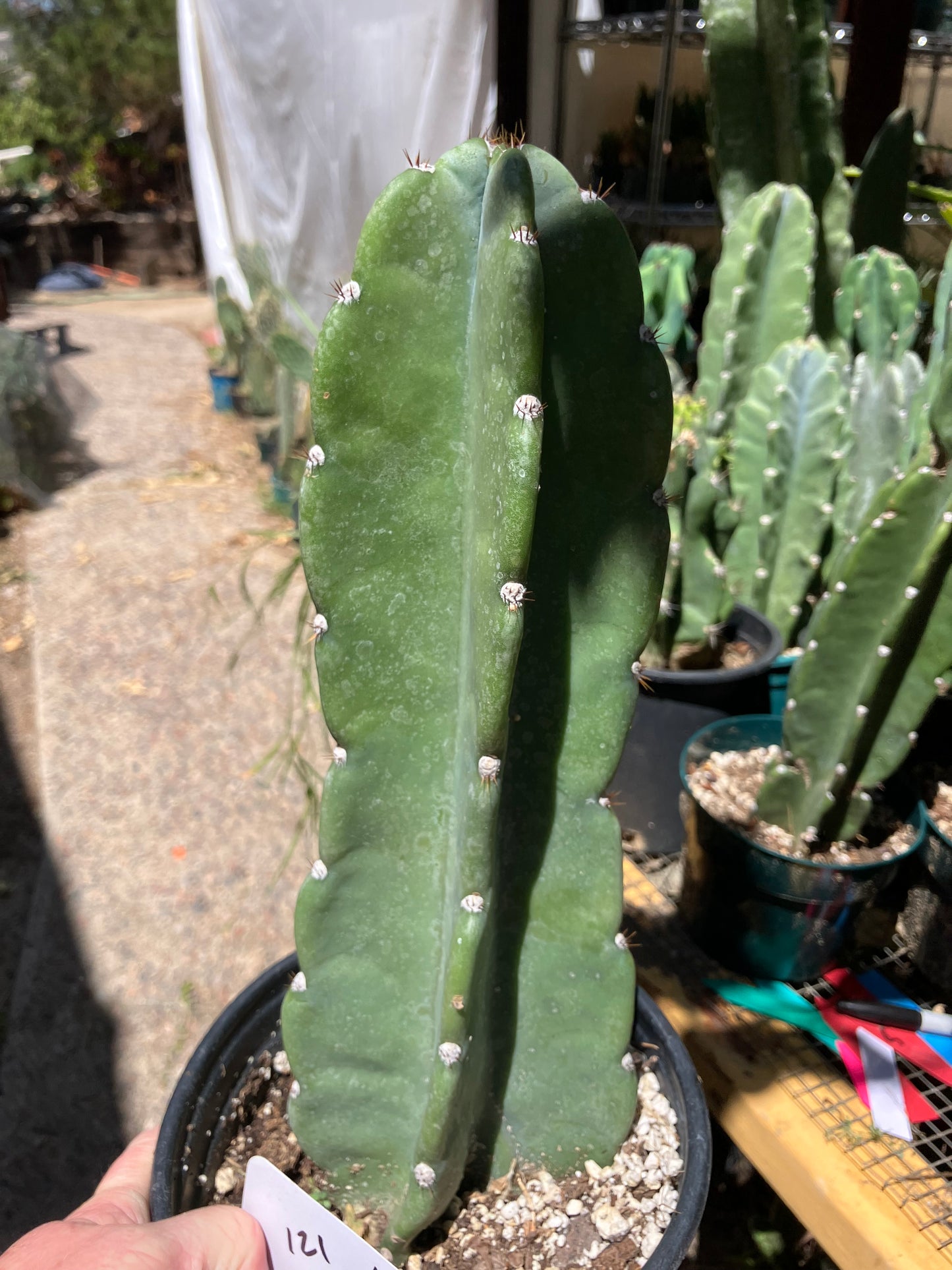 Cereus Peruvianus Night Blooming 12Tall  #121W