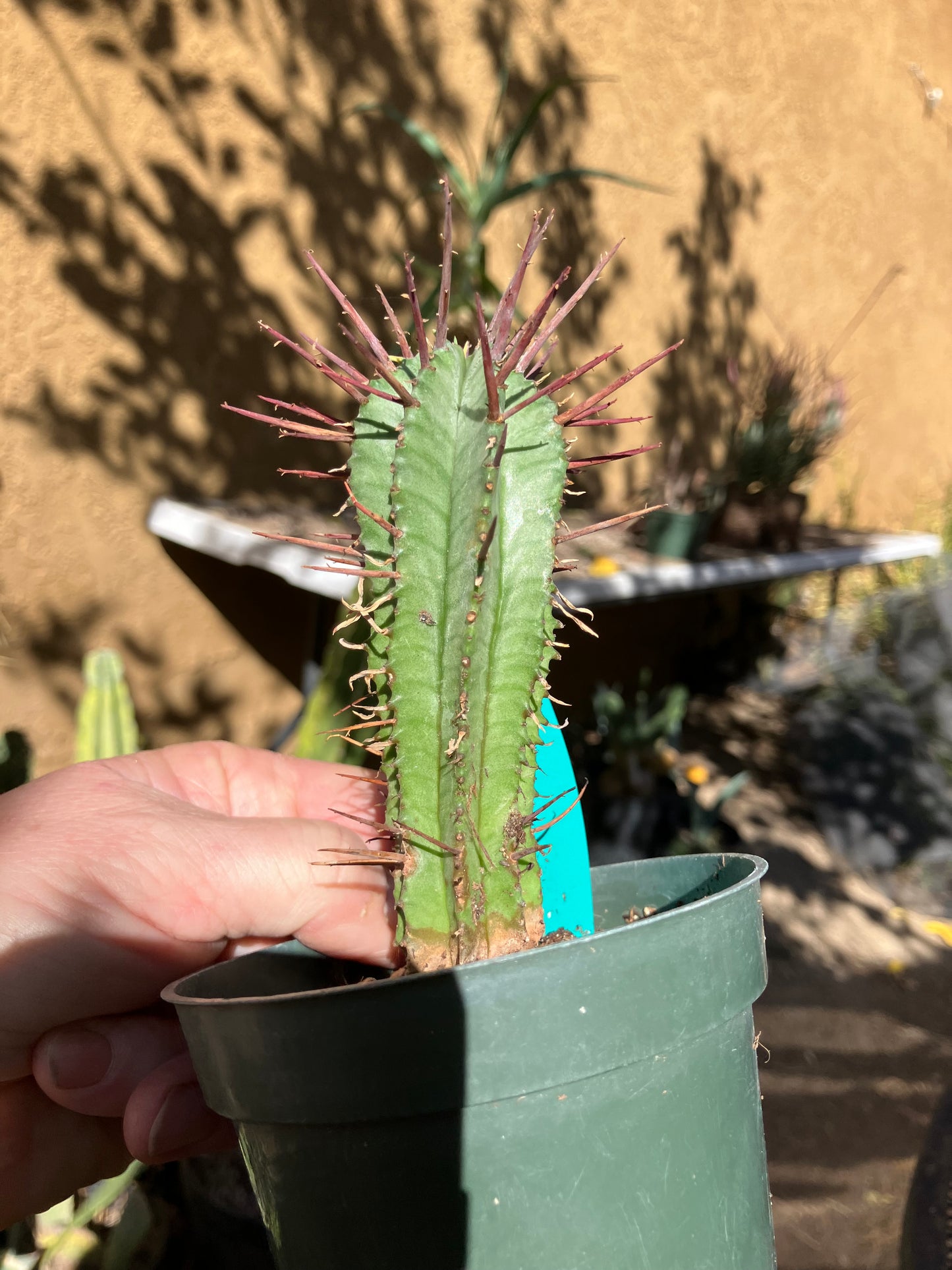 Euphorbia Horrida Noorsveldensis 4.5" Tall #30G