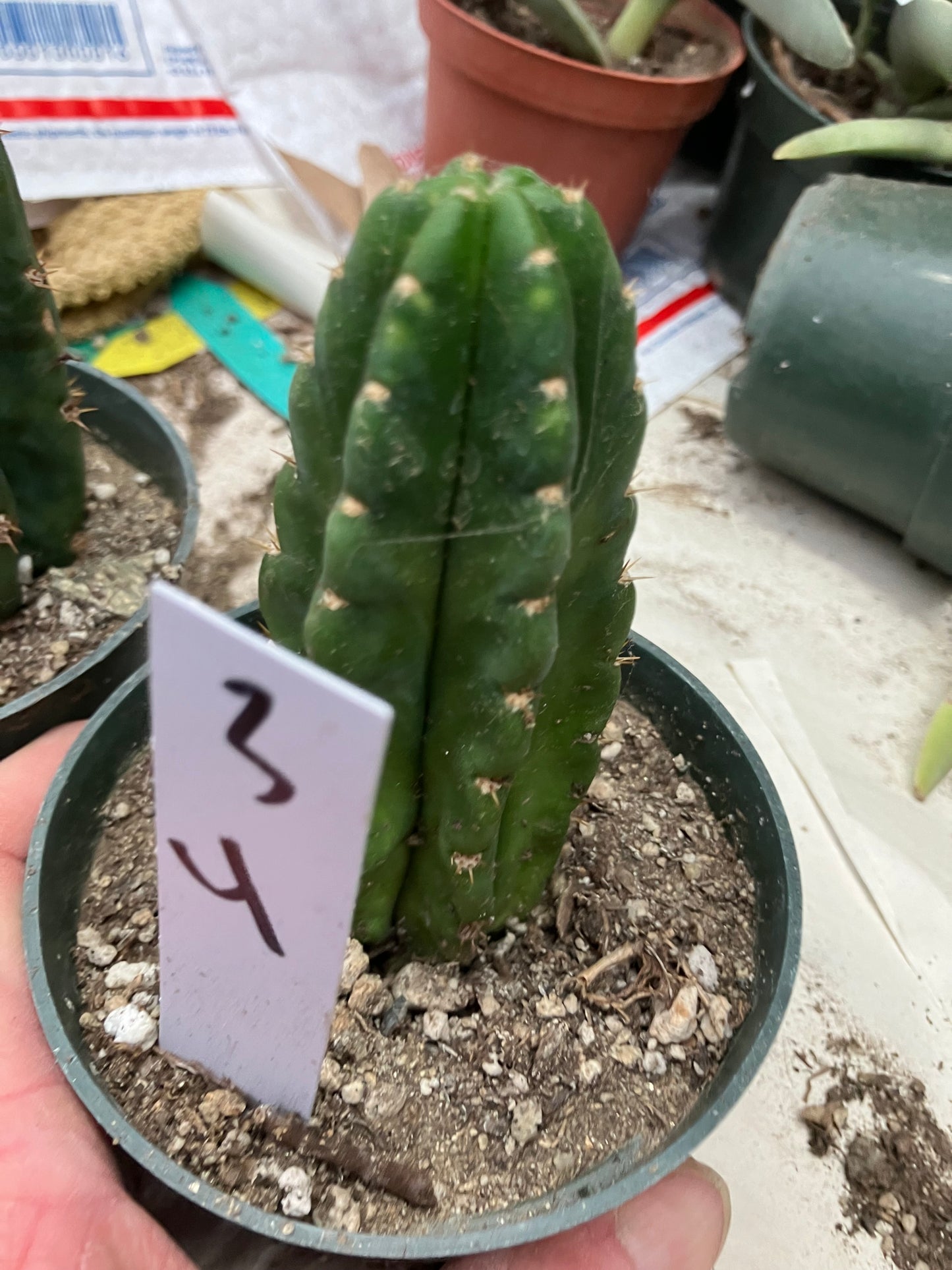 San Pedro Cactus  Trichocereus pachanoi 4"Tall #3W