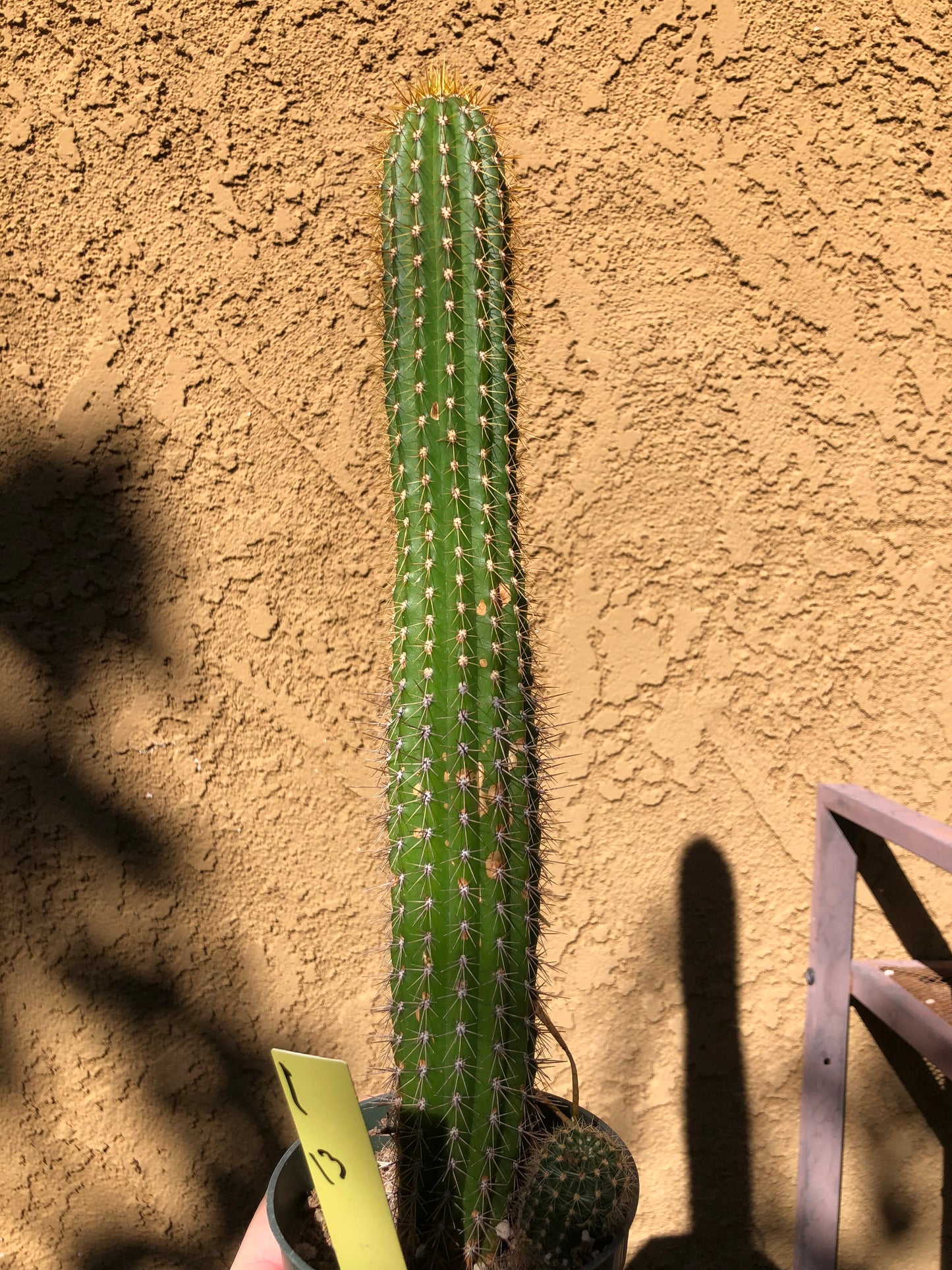 Golden Torch Cactus - Trichocereus spachianus 13" Tall #1Y
