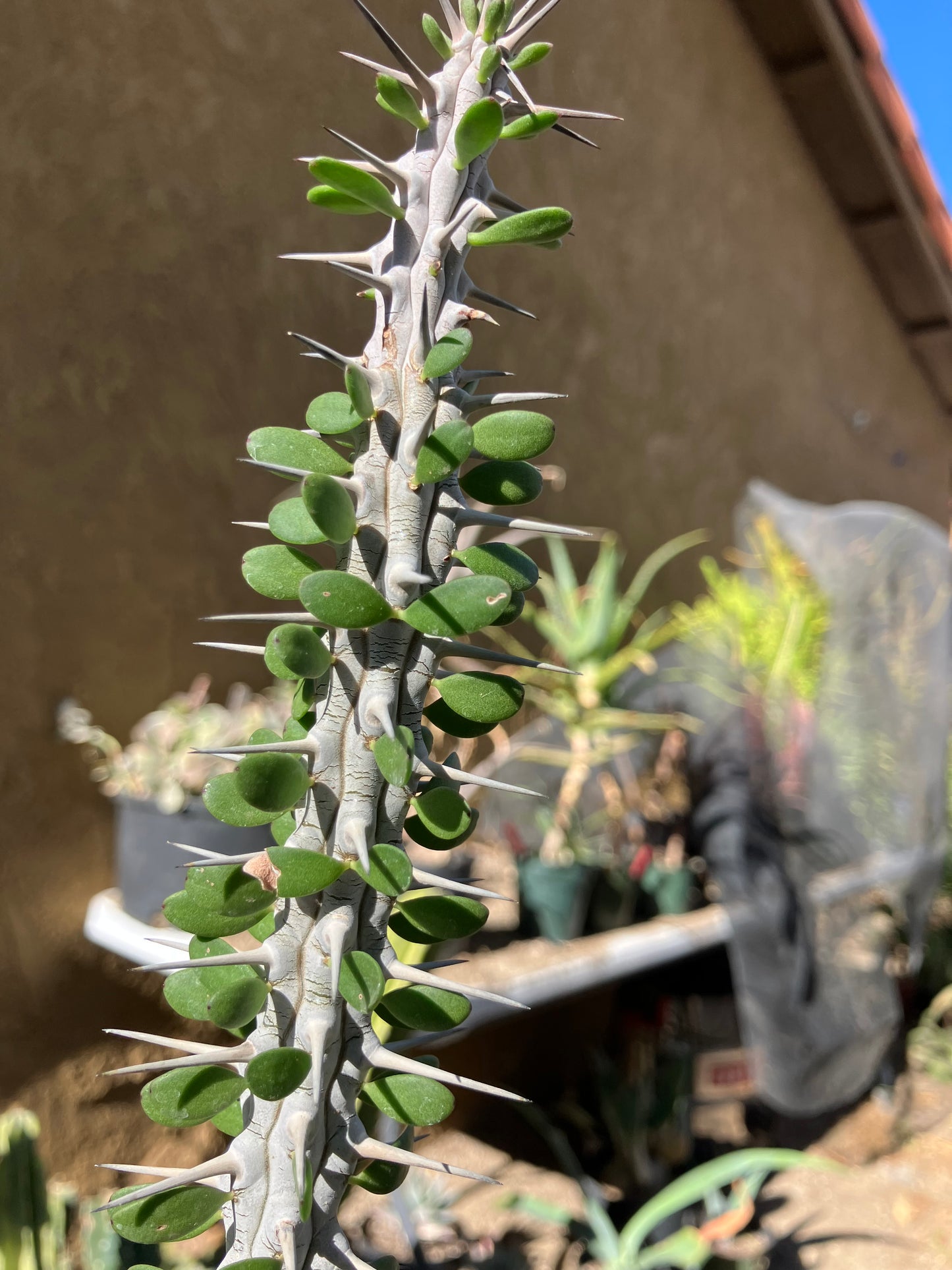 False Ocotillo Alluaudia Procera 16”Tall #16Y