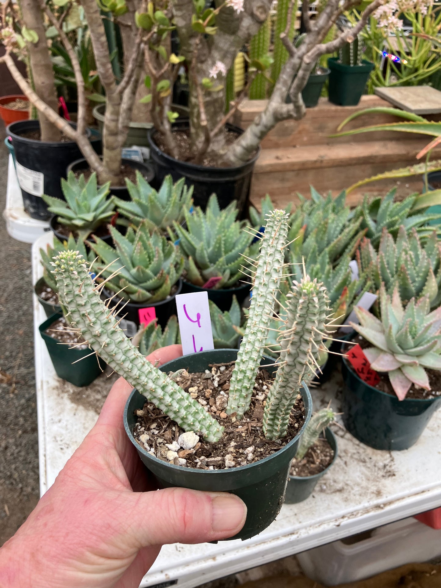 Euphorbia mammillarias variegata Corn Cob 6"Tall #6W