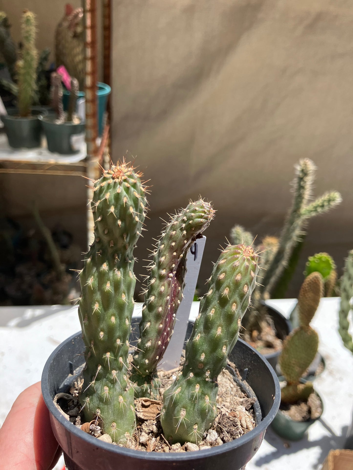 Cylindropuntia fulgida Cholla Boxing Glove Cactus Crest 4"Tall #044W