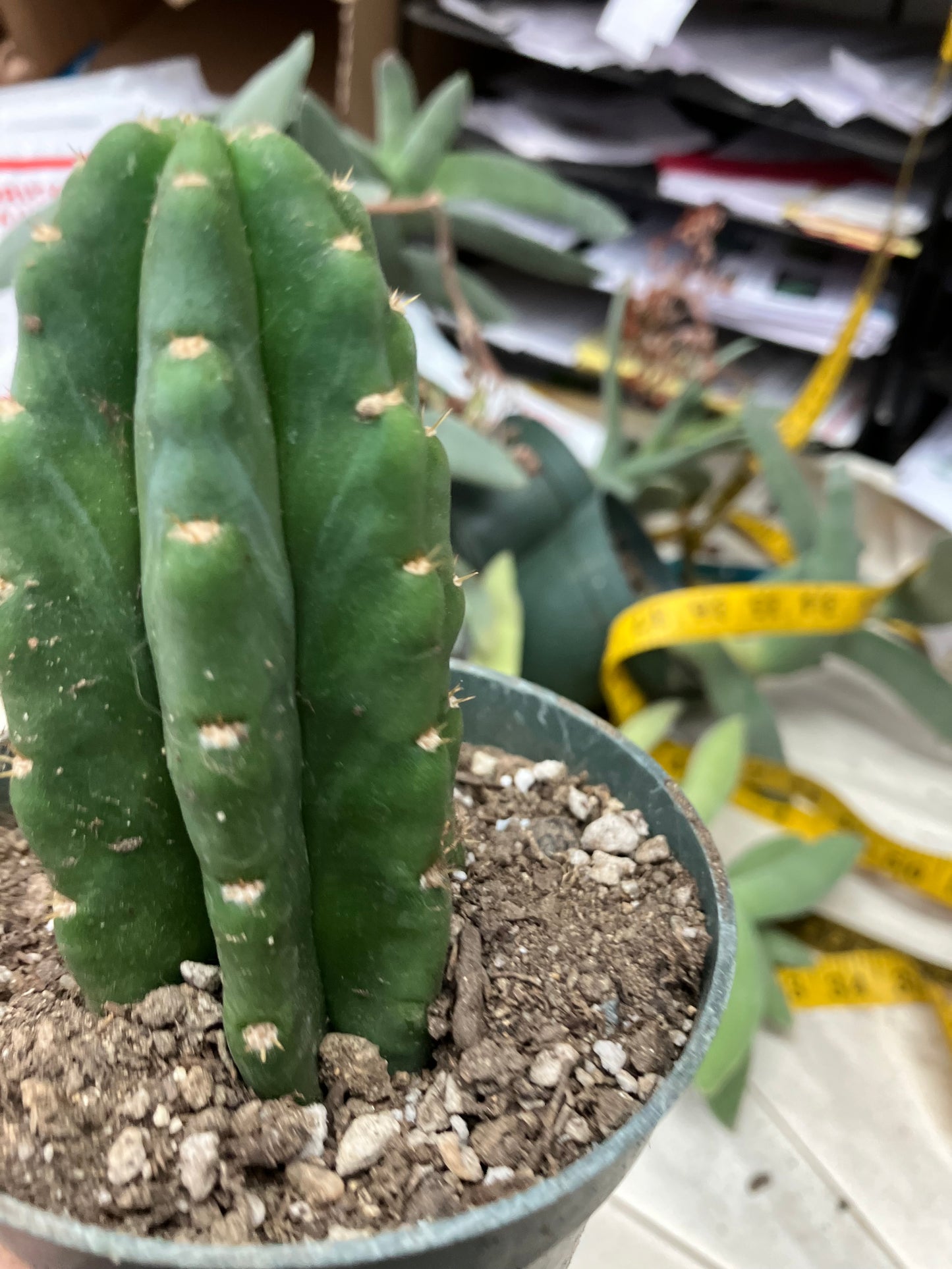 San Pedro Cactus  Trichocereus pachanoi 4"Tall #2P