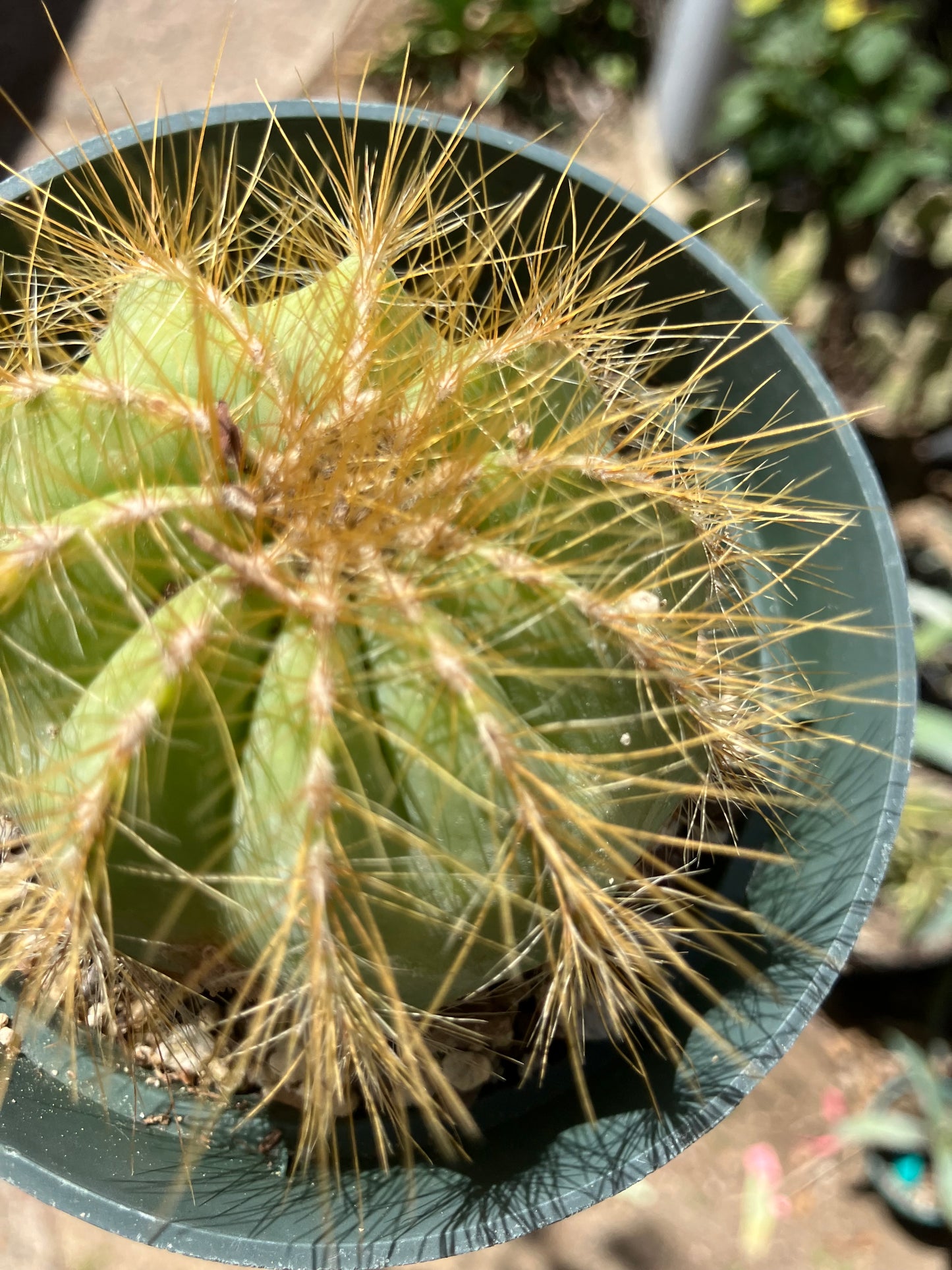Notocactus magnificus Balloon Cactus 2.5"Wide #201Y minor scar