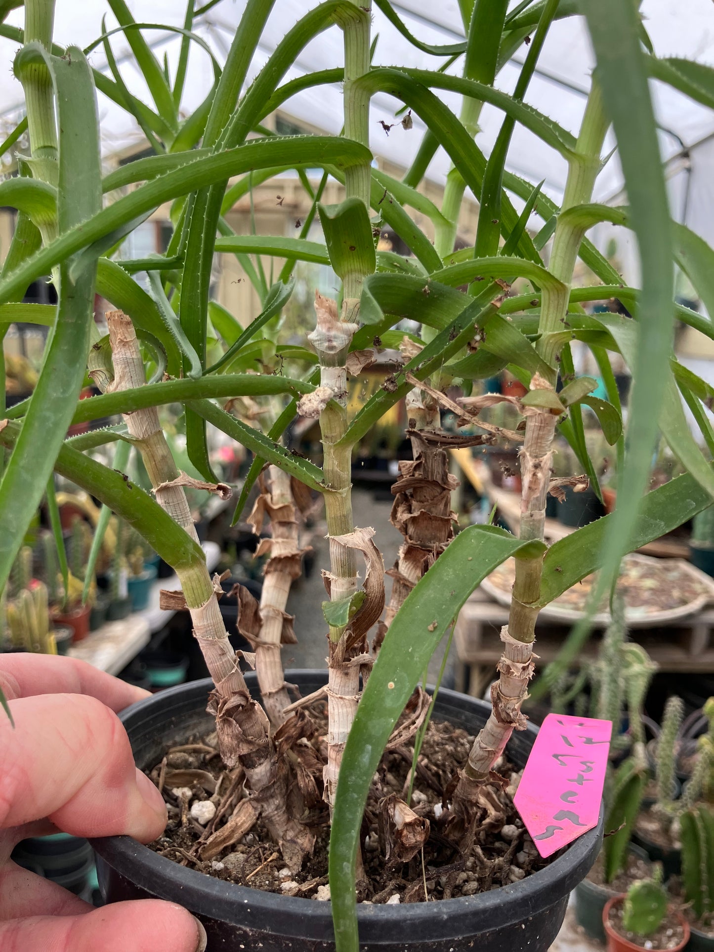 Aloe Ciliaris Climbing Succulent 12”Tall 5"Wide #12P