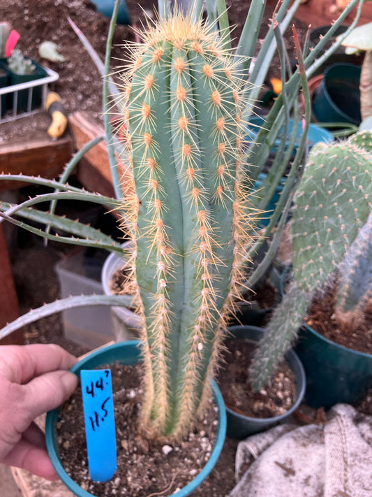 Pilosocereus Piauhyensis Gorgeous Thick Specimen 11.5” Tall #44B