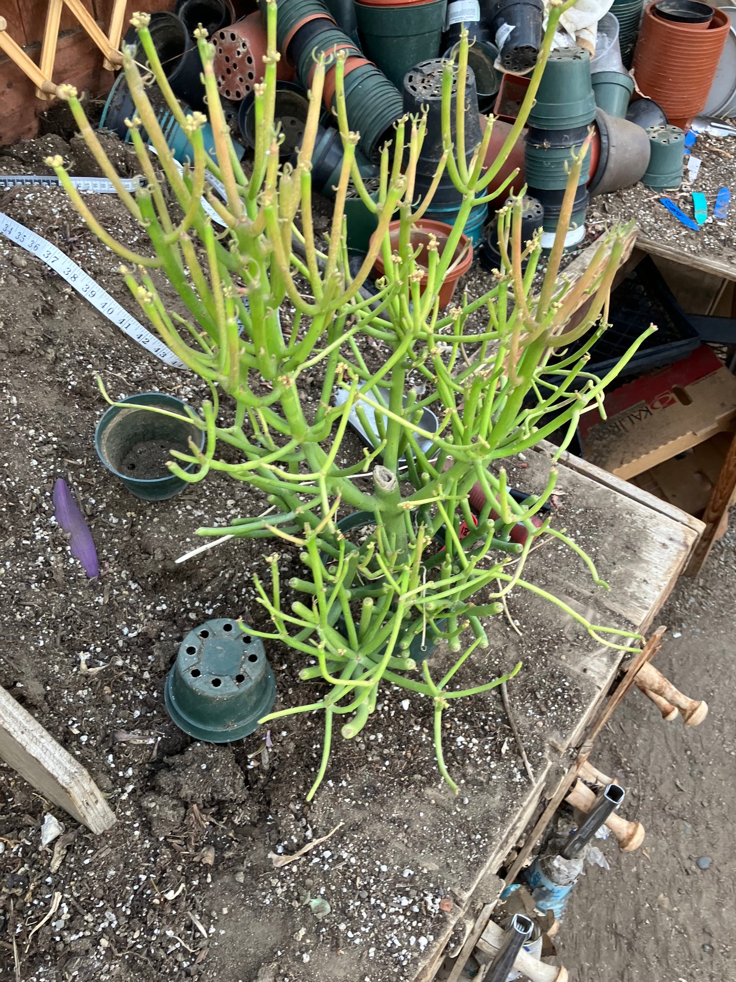 Euphorbia tirucalli Fire Stick 38"Tall 21"Wide #1R