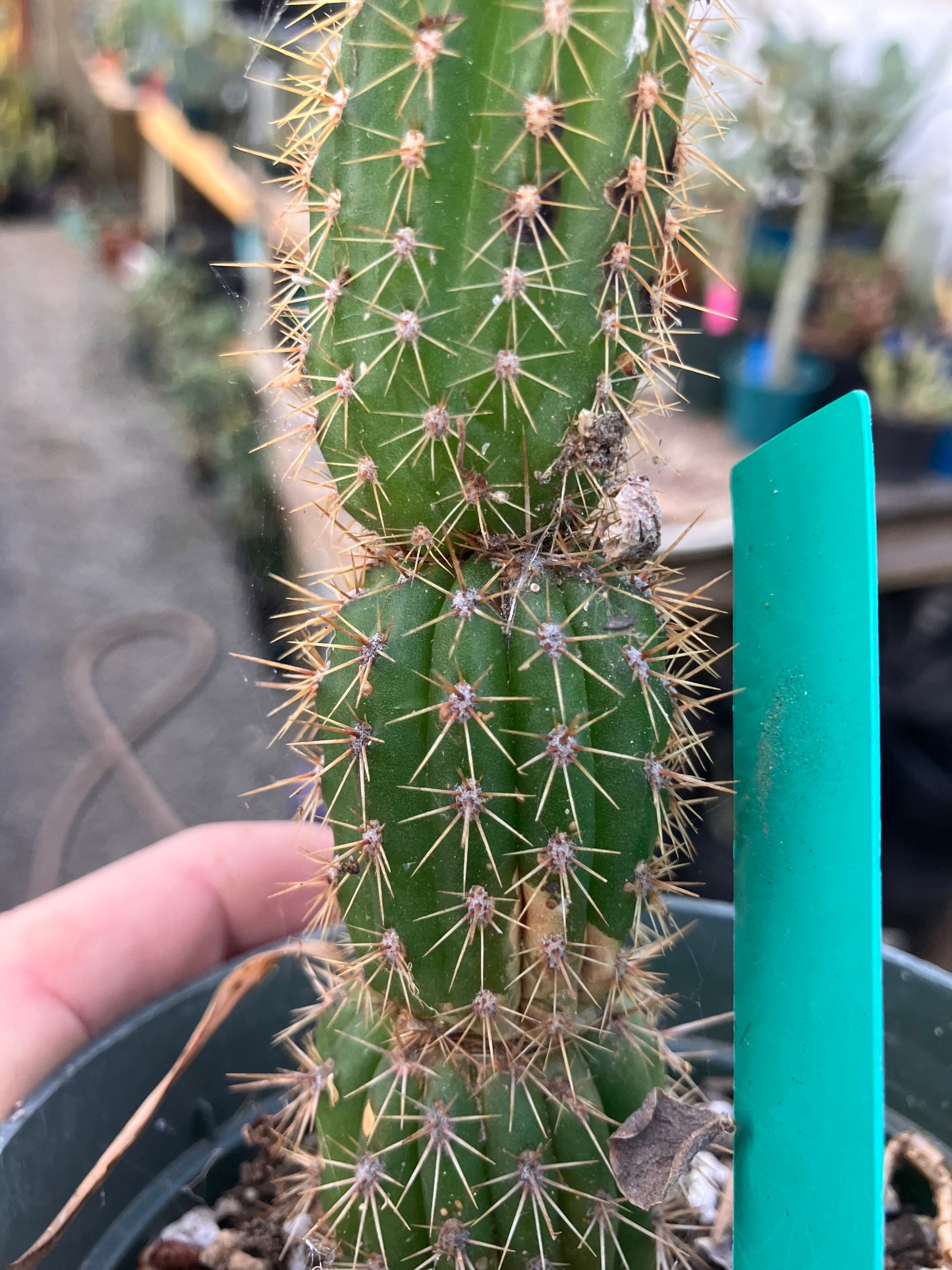 Golden Torch Cactus - Trichocereus spachianus 8”Tall #89G
