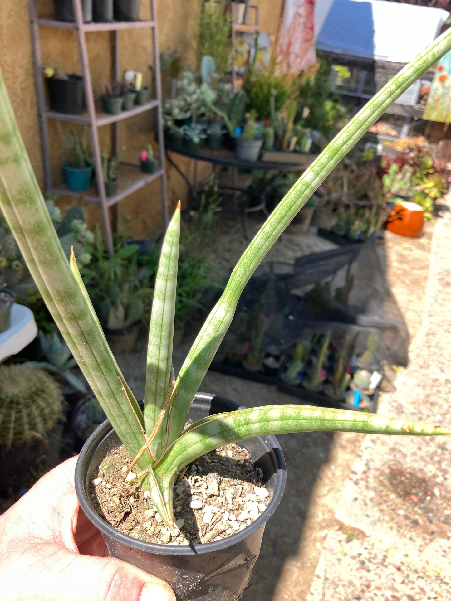 Sansevieria Fernwood Mikado Snake Plant 10”Tall #10G