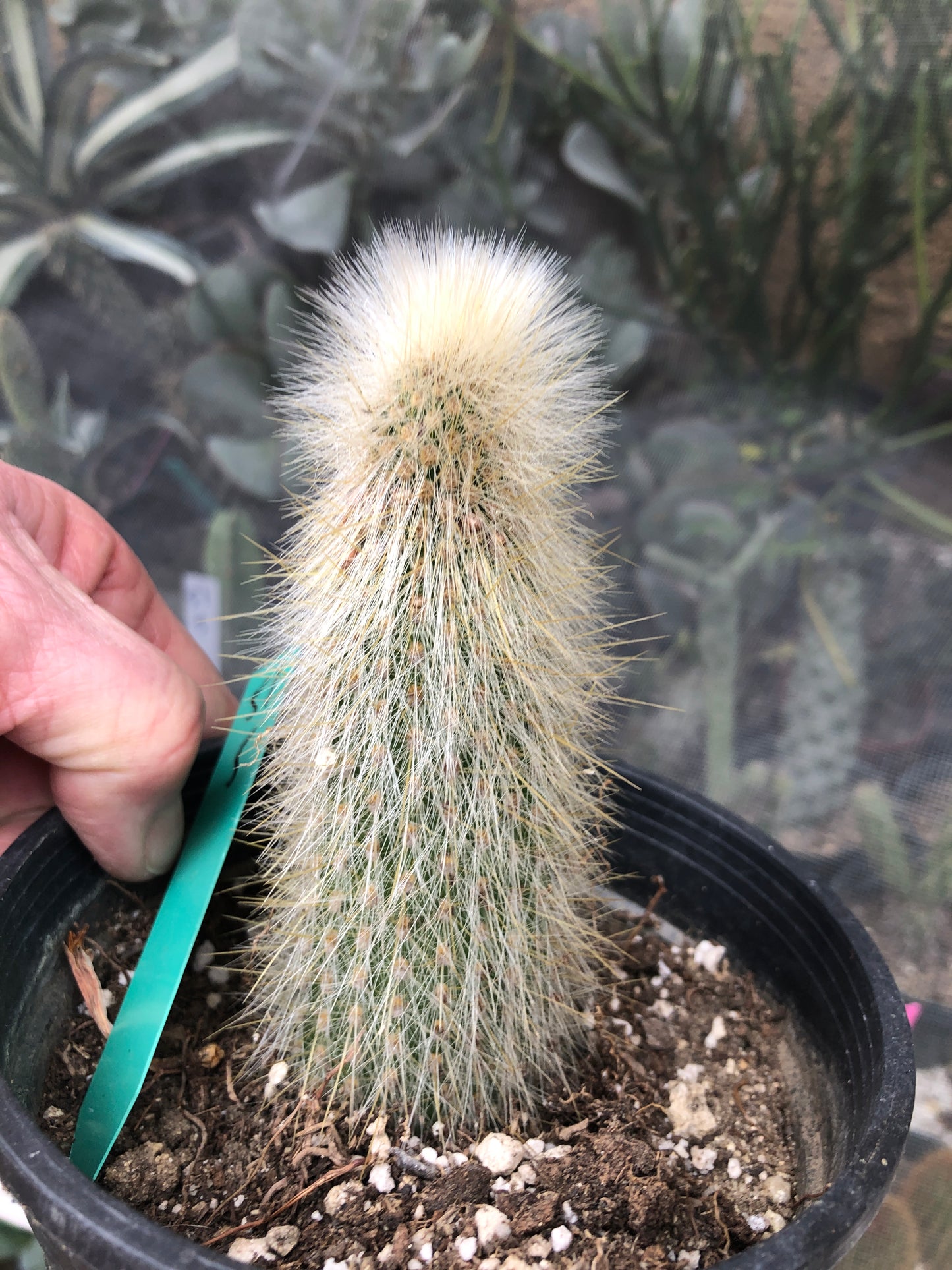 Cleistocactus Strausii Silver Torch Cactus 5”Tall #51G