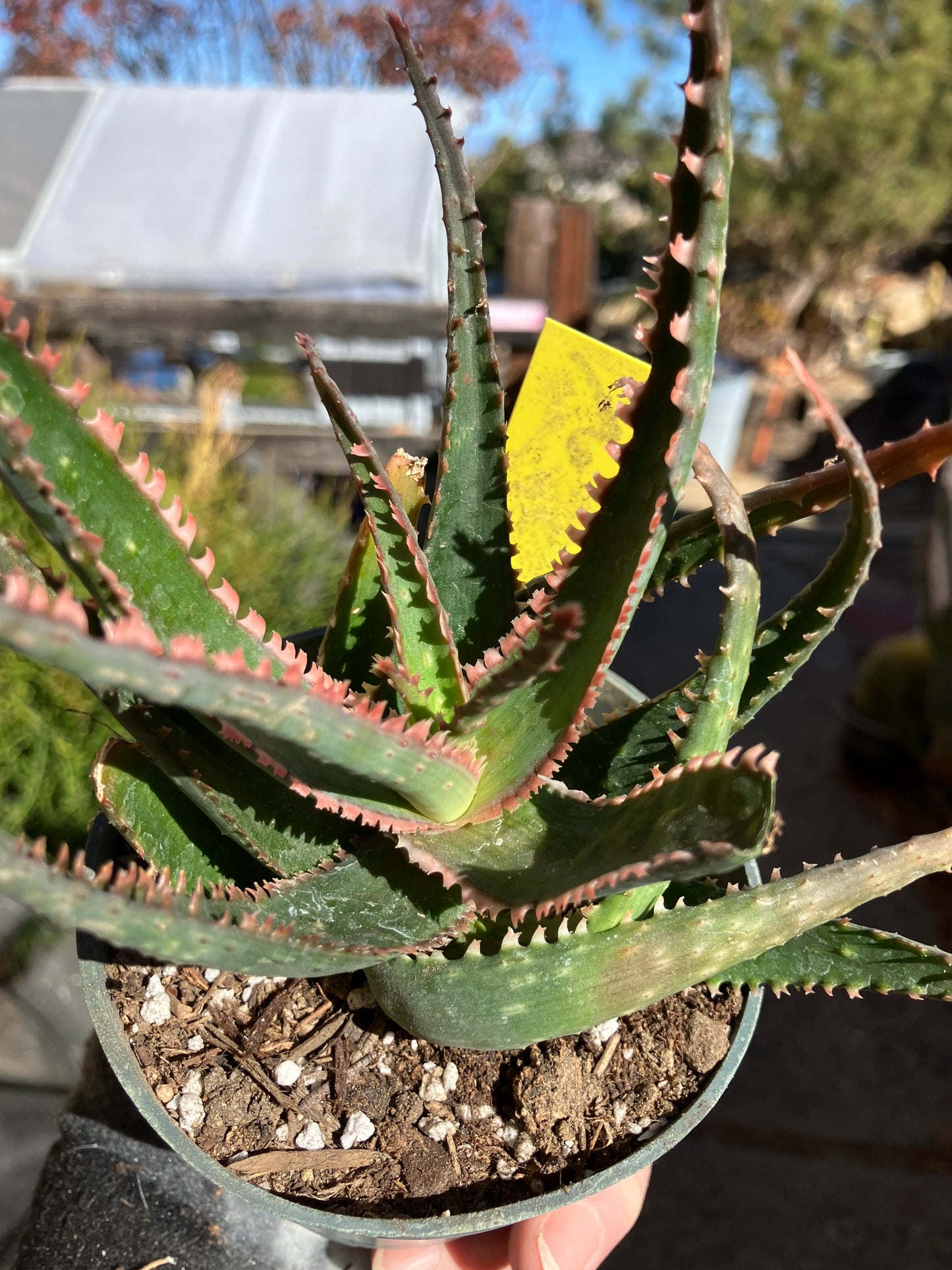 Aloe  Swordfish Succulent 6" Wide #5Y