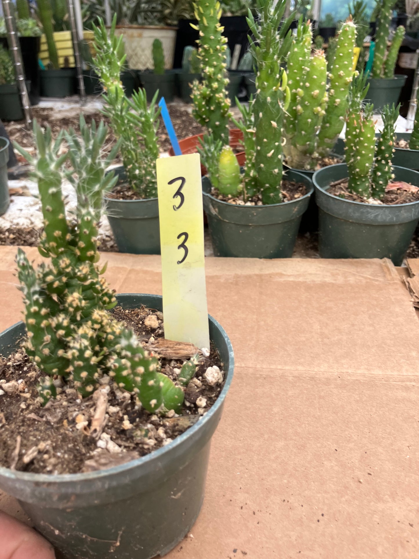 Austrocylindropuntia Cactus Gumbi Mini Eve's Needle 3"Tall #3Y