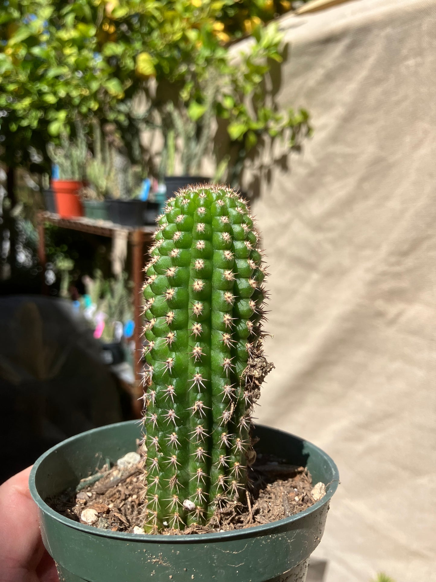 Pachycereus pecten-aboriginum
 Indian Comb Cactus 4.5"Tall #1B