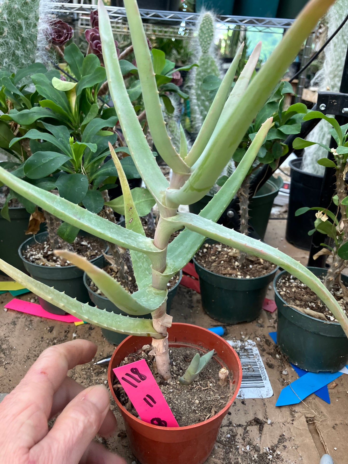 Aloe Hybrid 11"Tall 8" Wide #118P