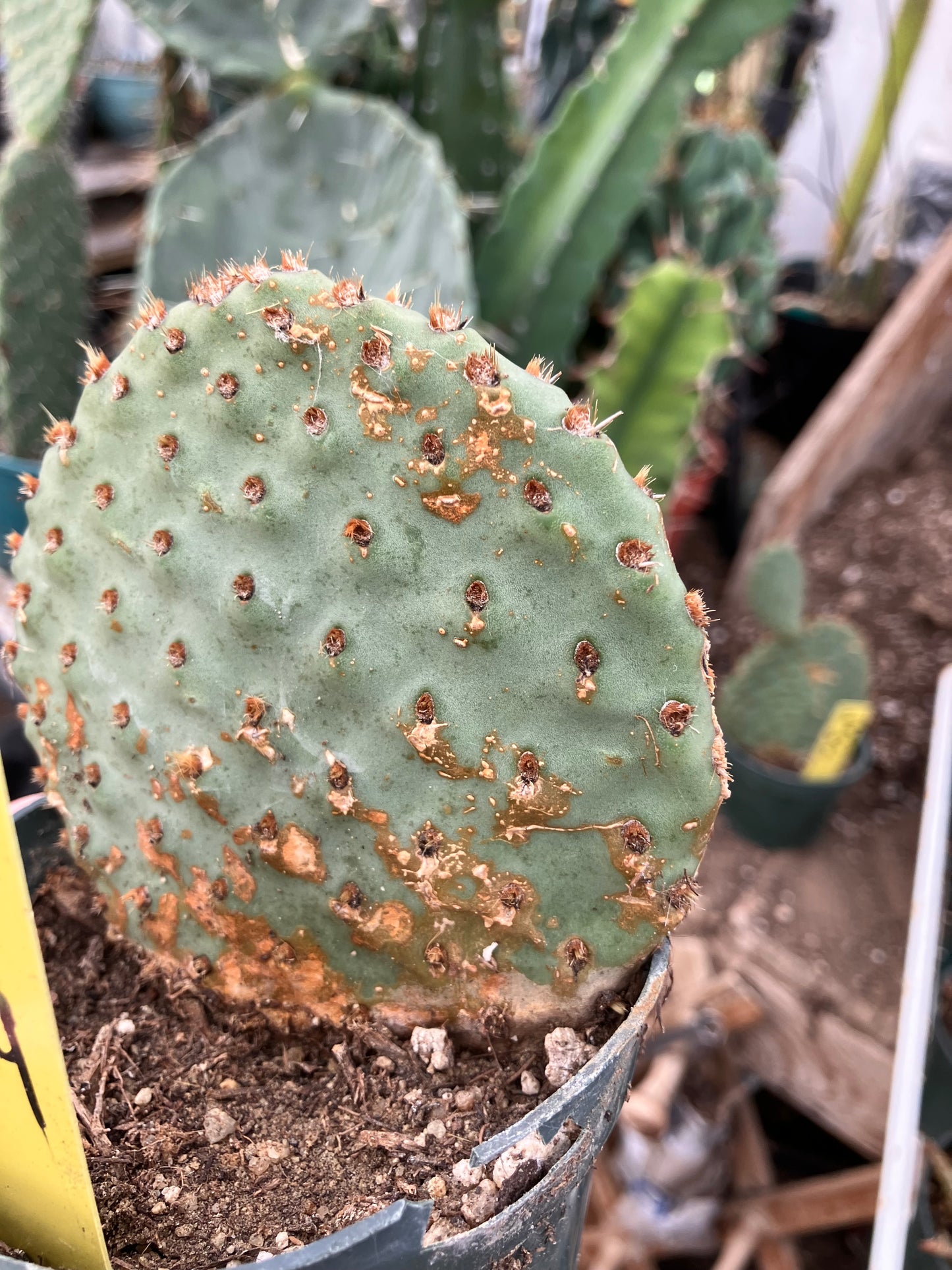 Opuntia ‘Orange Chiffon’ 4”Tall 4”Wide #4Y